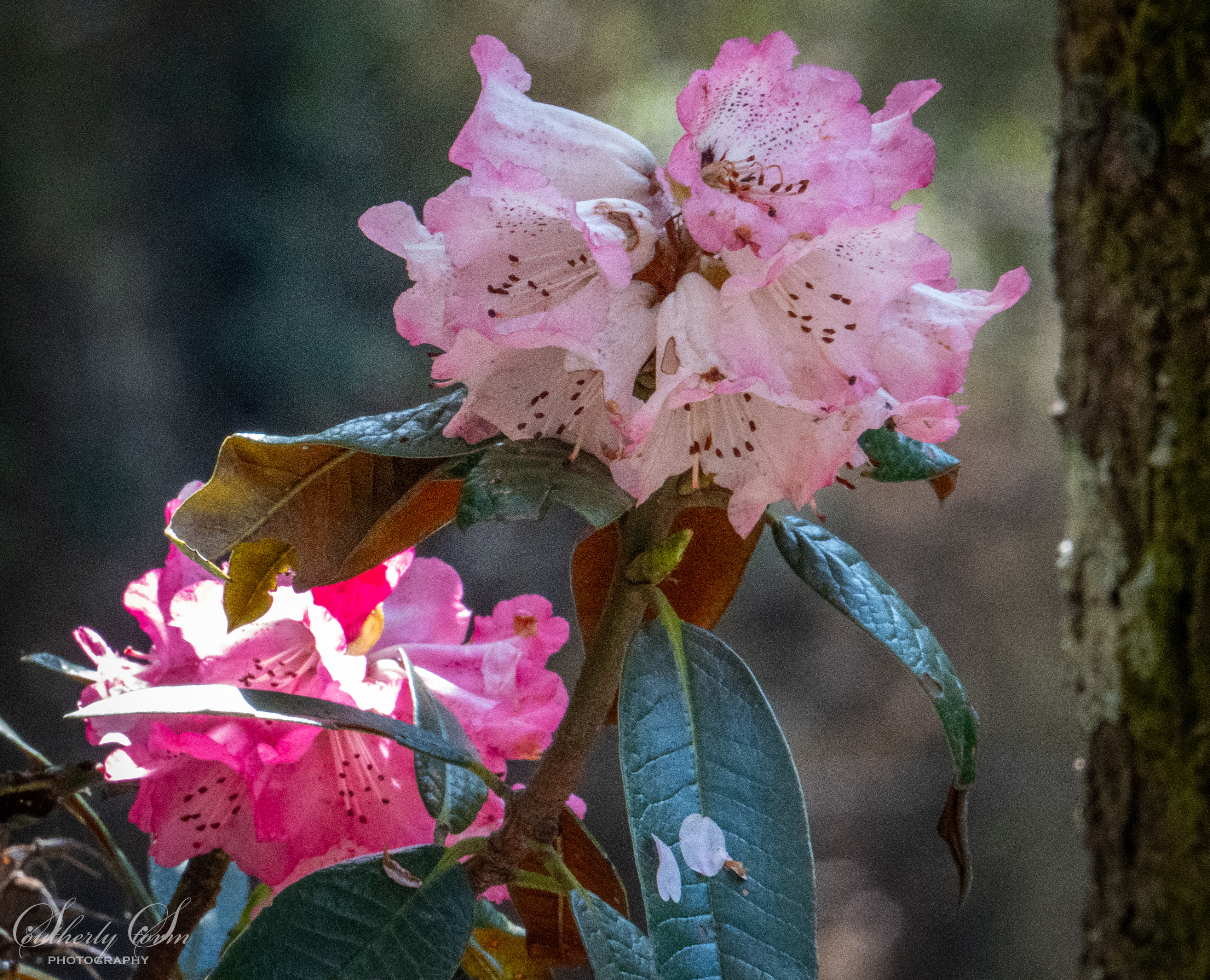 Rhododendrons