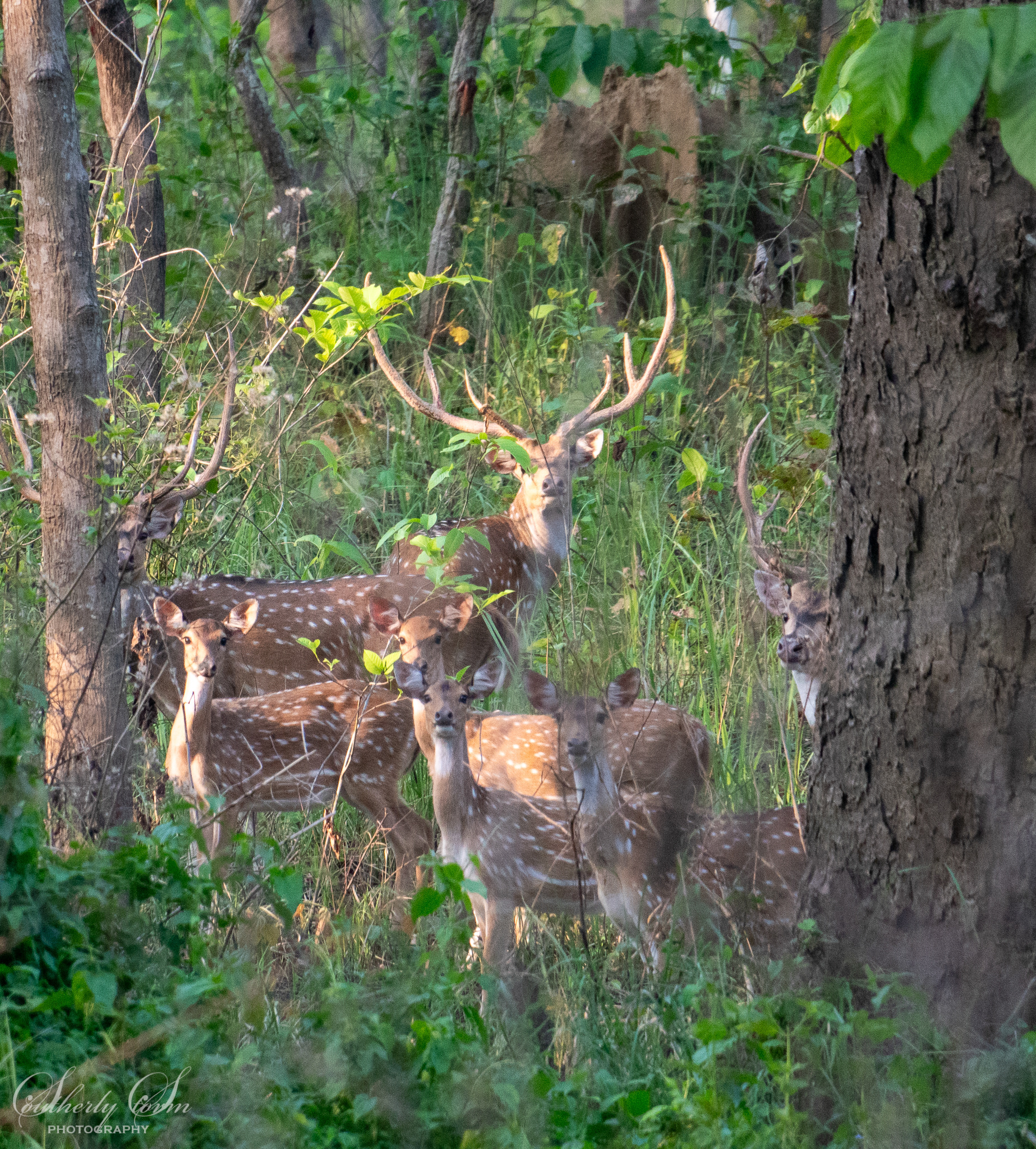 Group of spotted deer in the forest