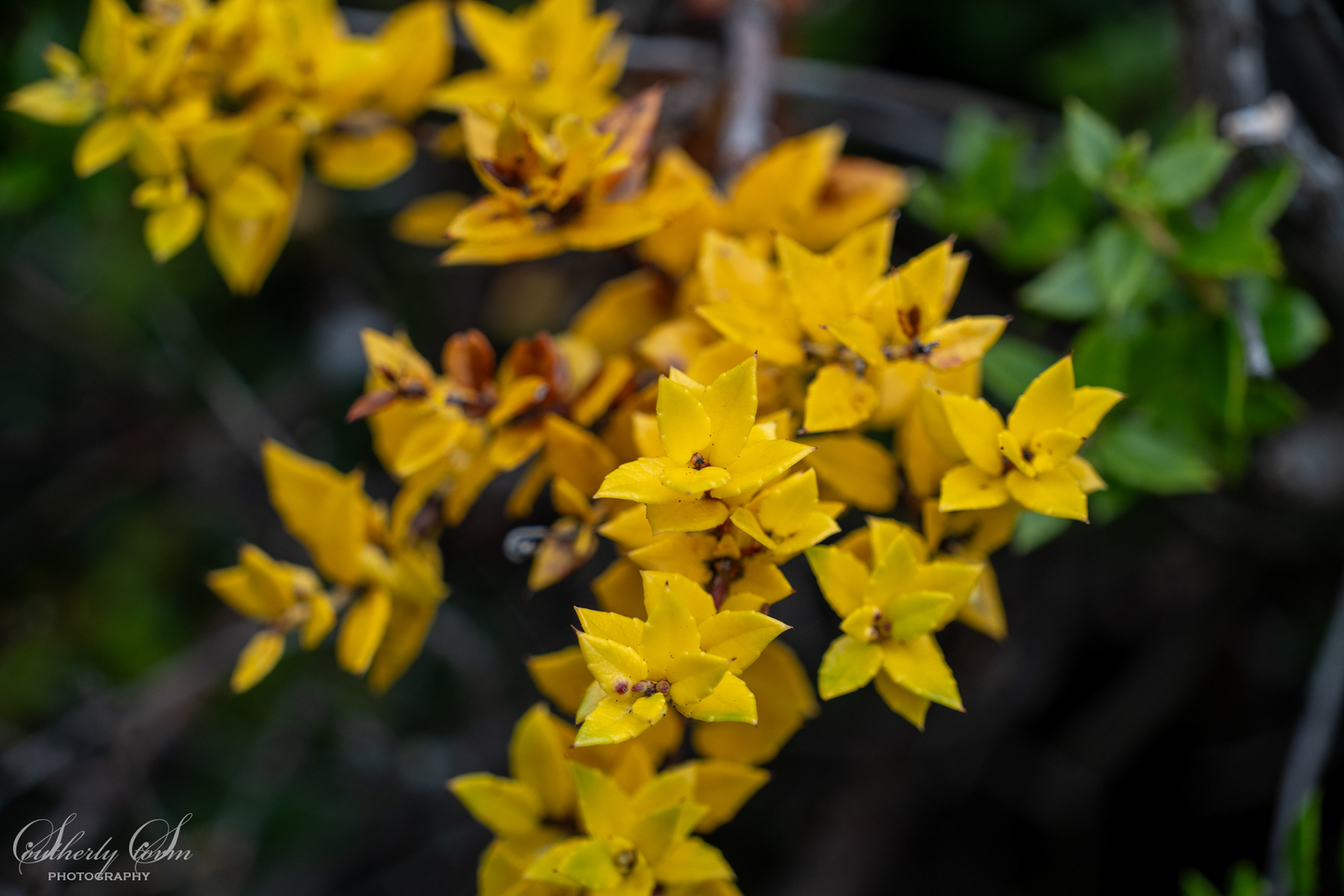 Yellow leaves