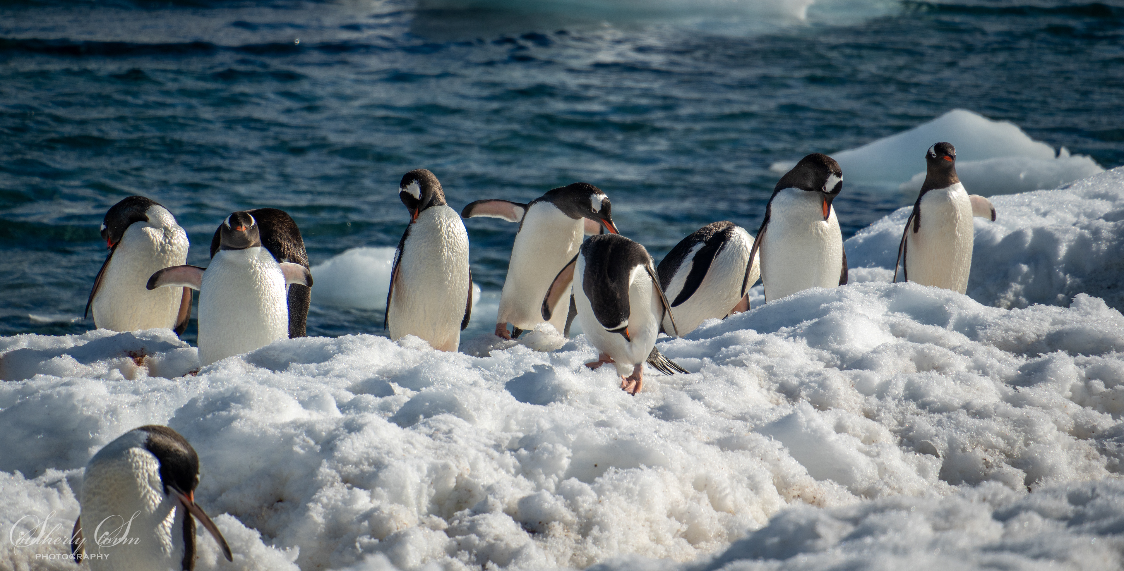 Gentoo penguins grooming on ice