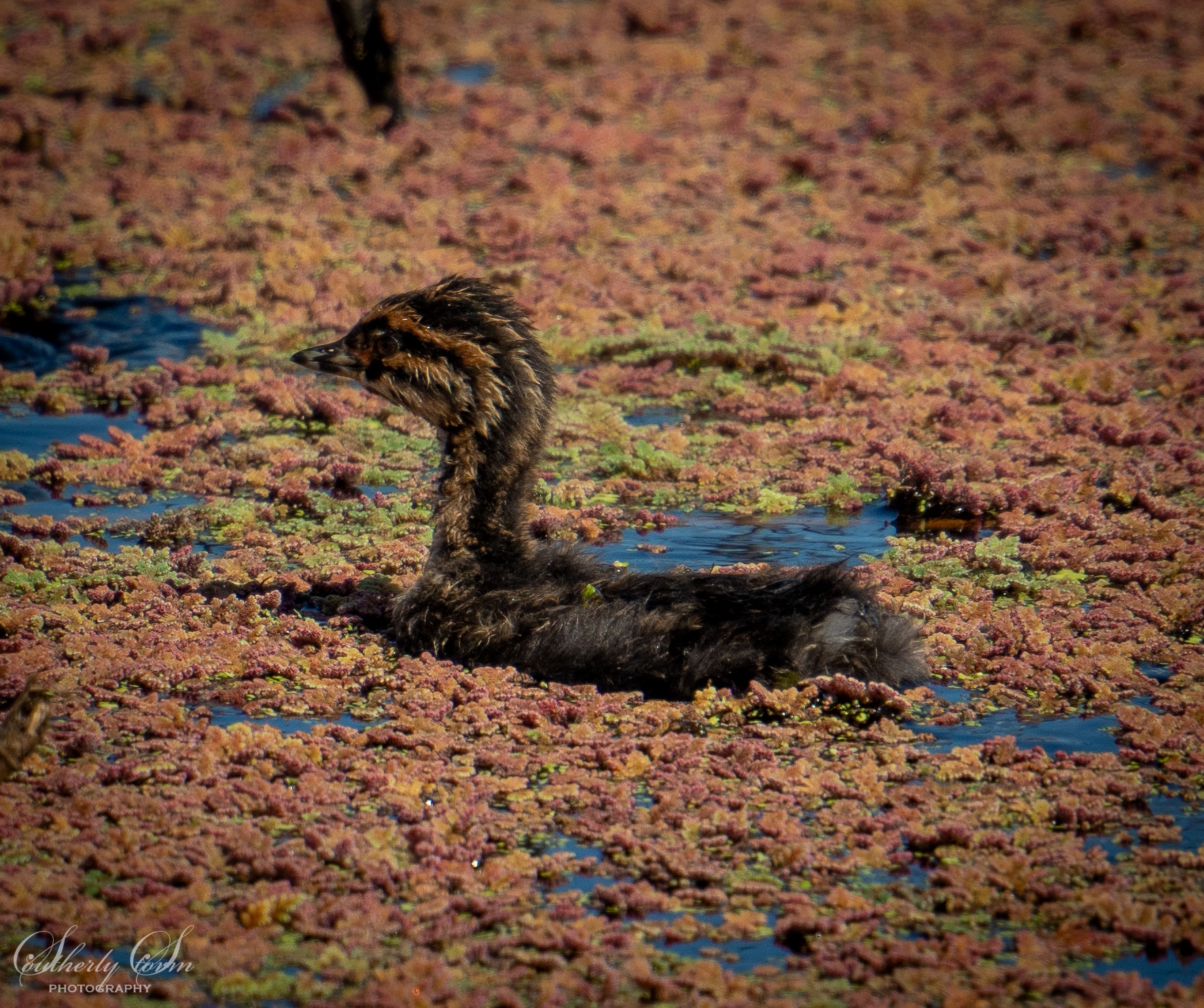 Cute grebe chick - fluffy