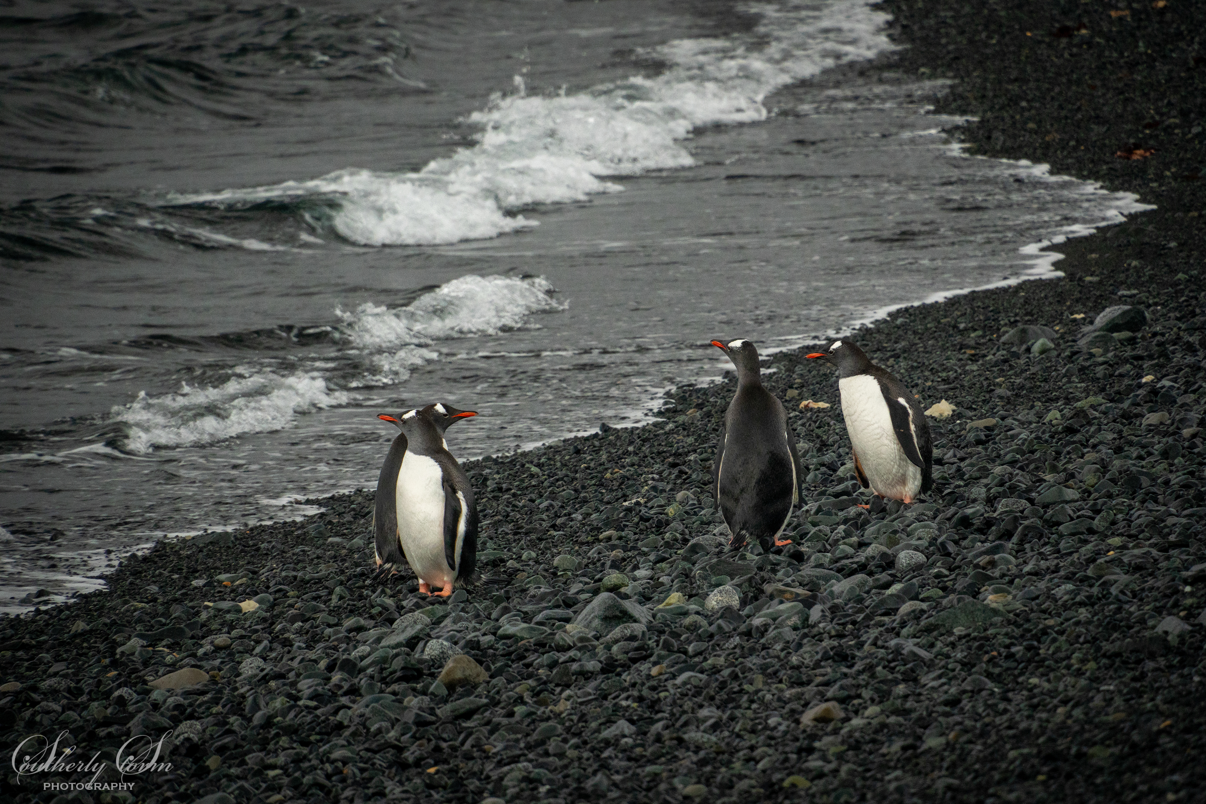 Gentoo penguins on Half Moon Island