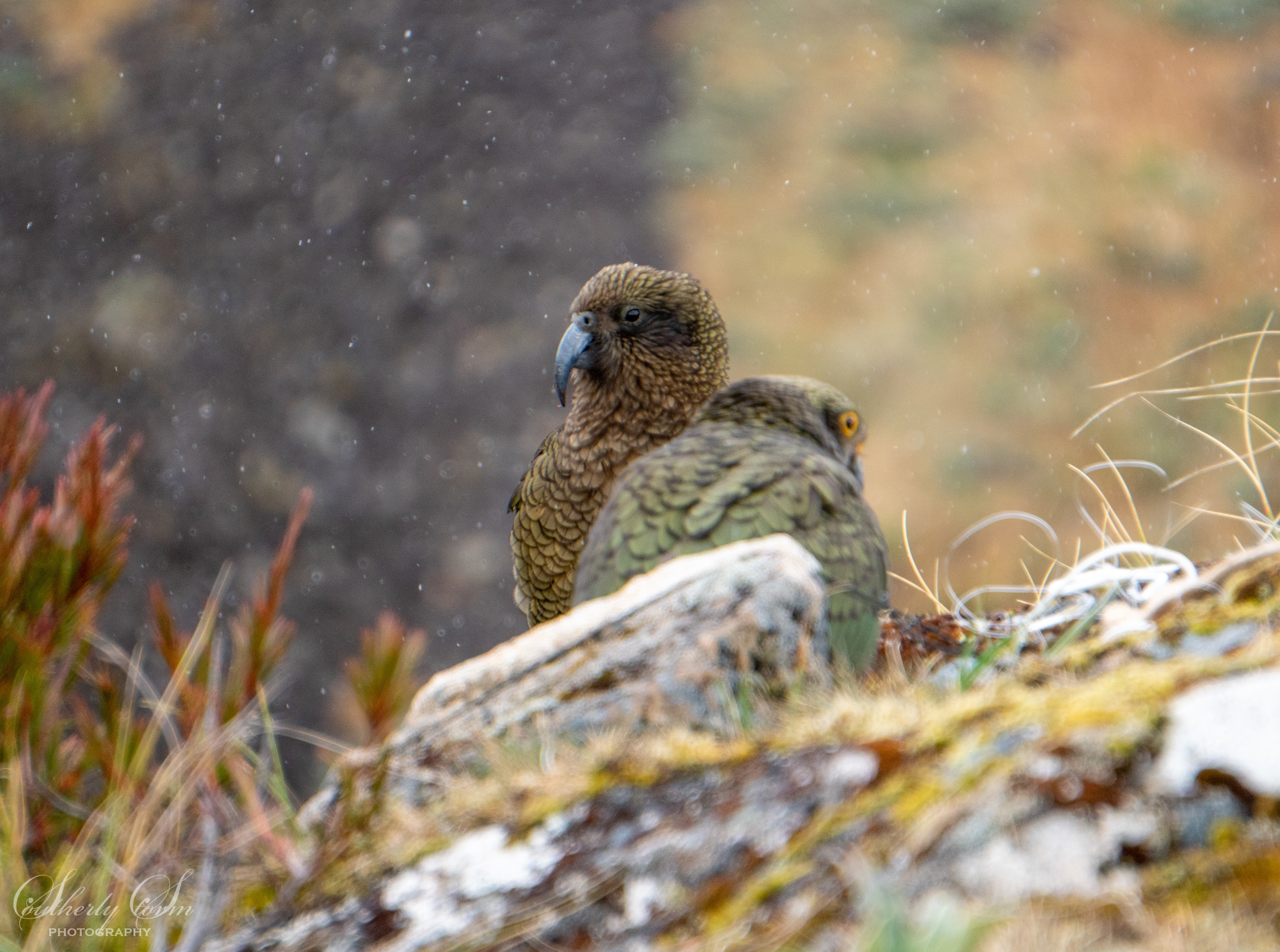 Adult male kea with fledgling kea