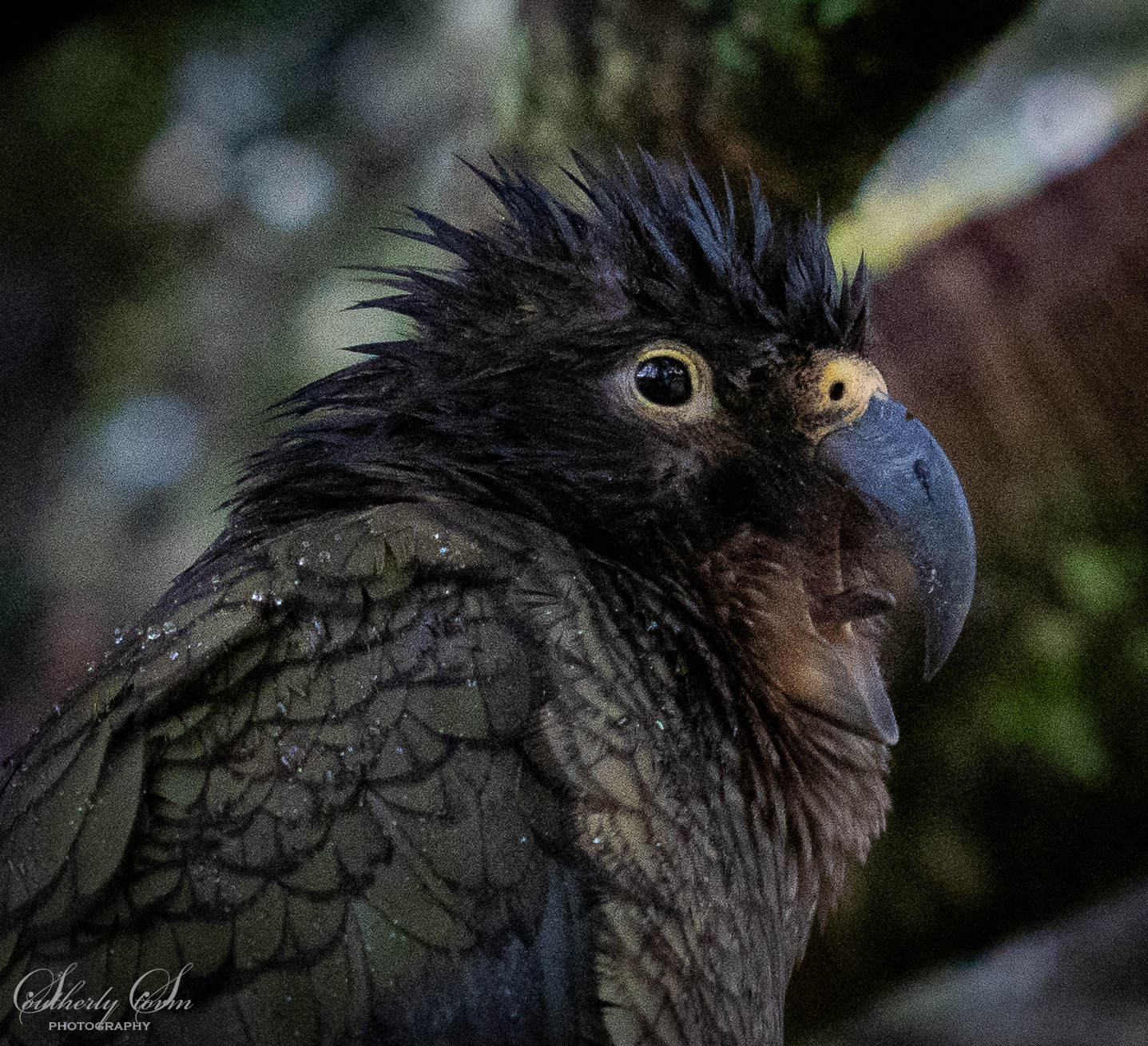 Kea has something to say loudly