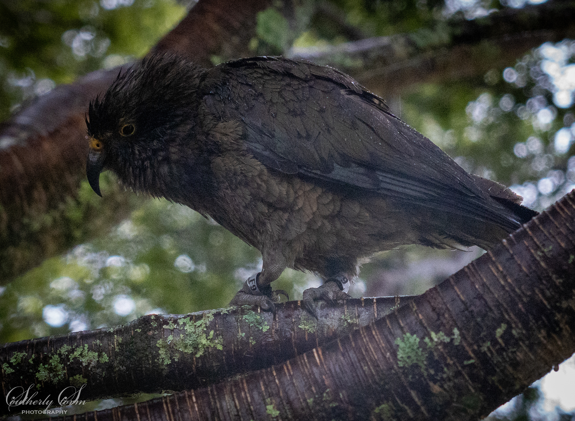 Juvenile kea