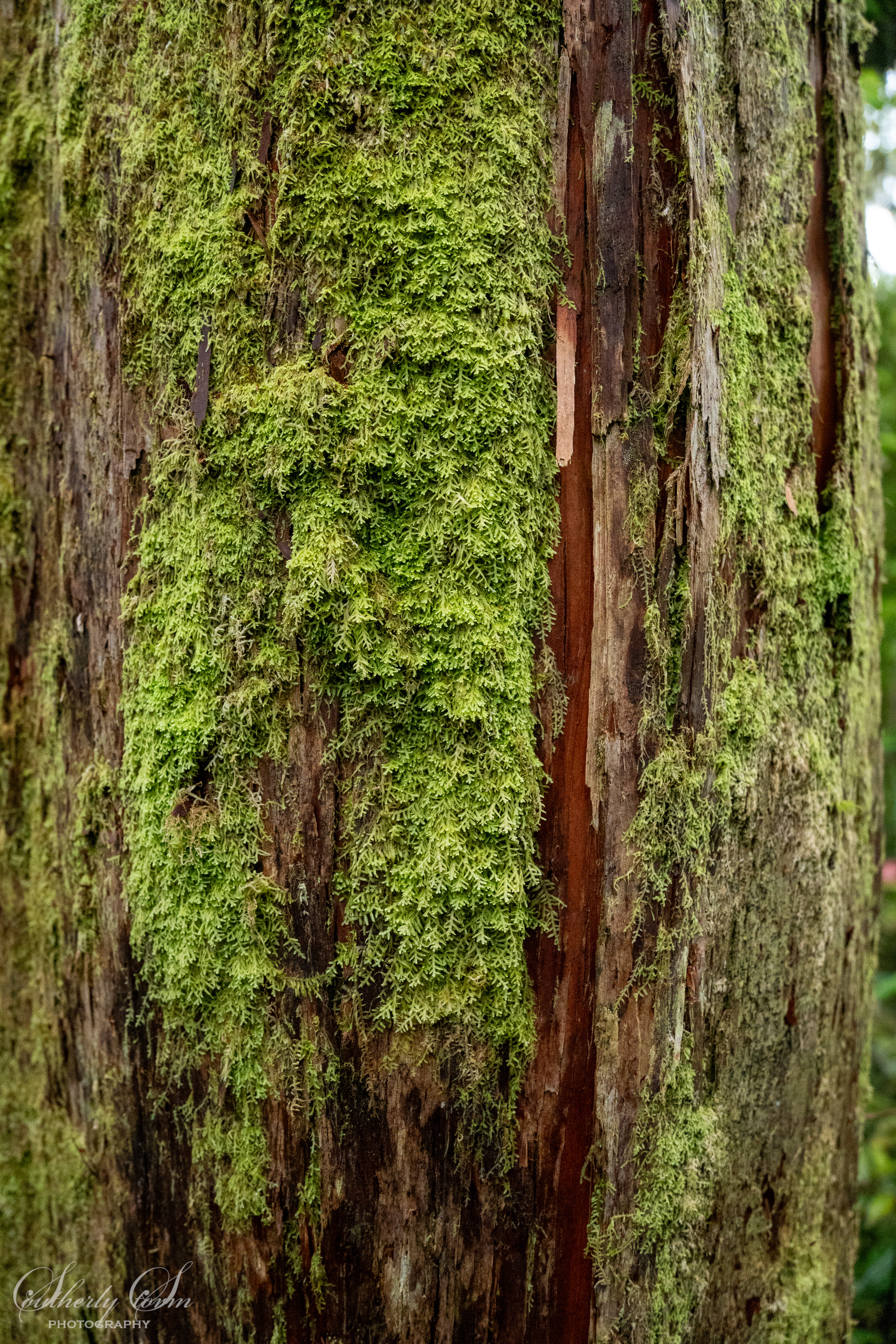 Moss on a tree