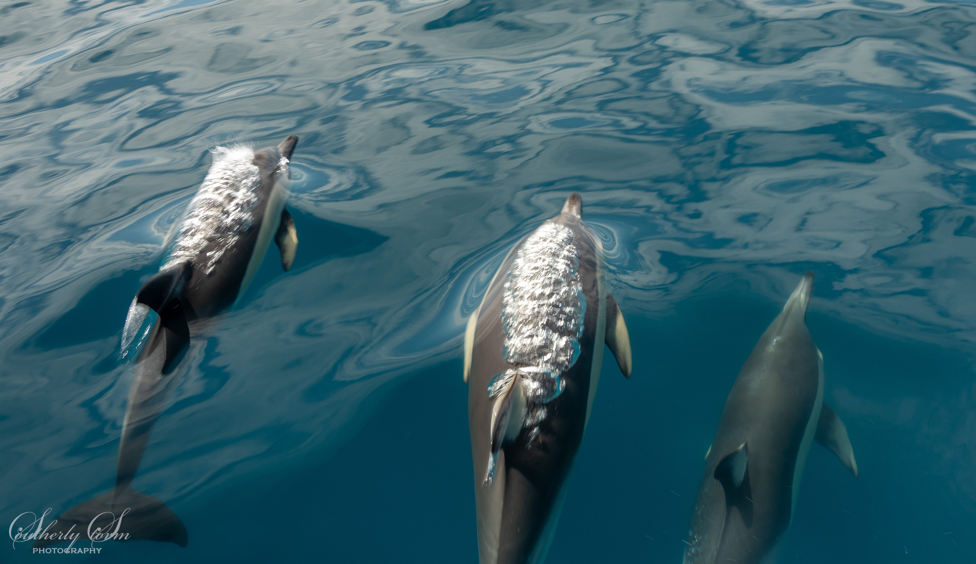 Another three common dolphins