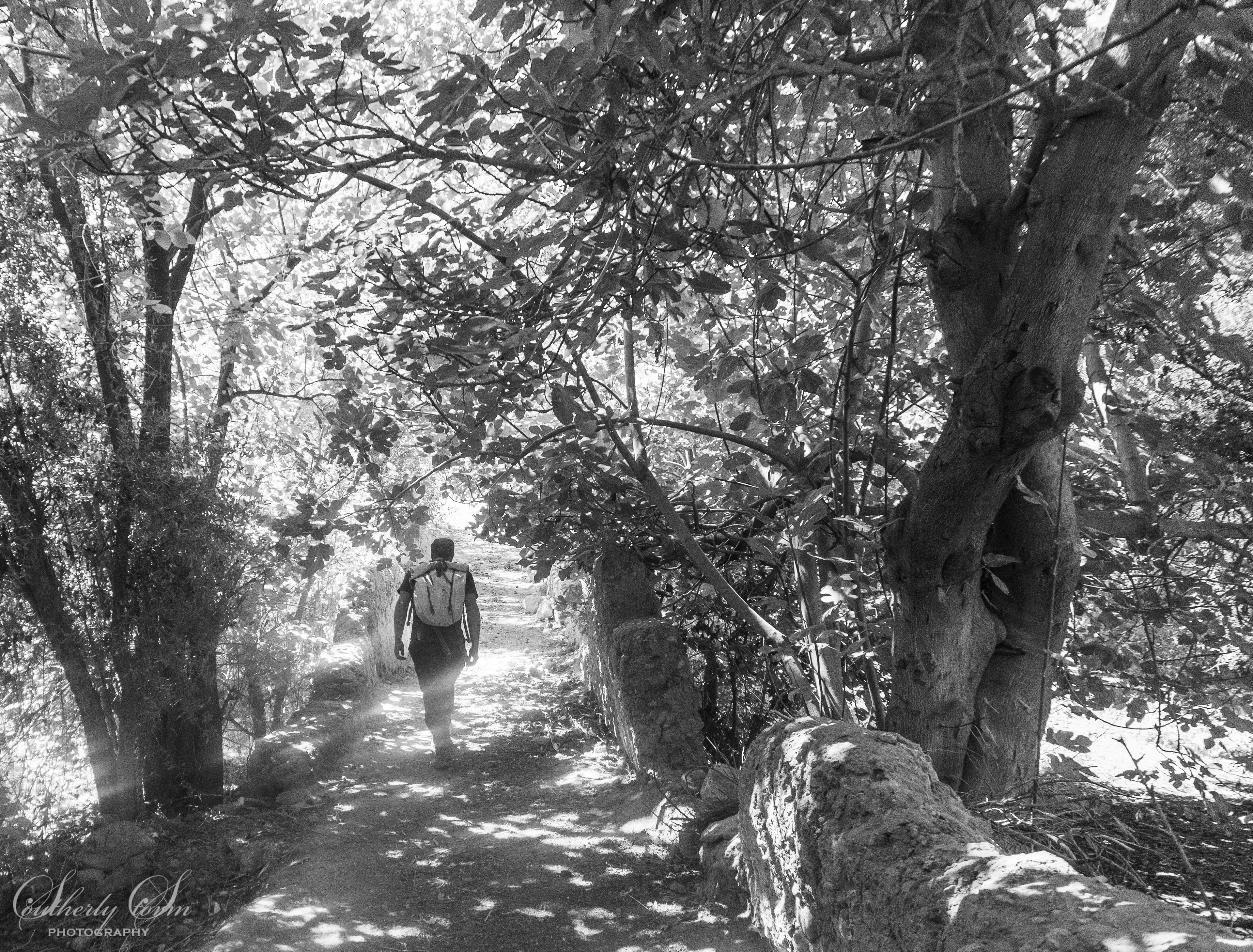 Black and white with magic light through the trees