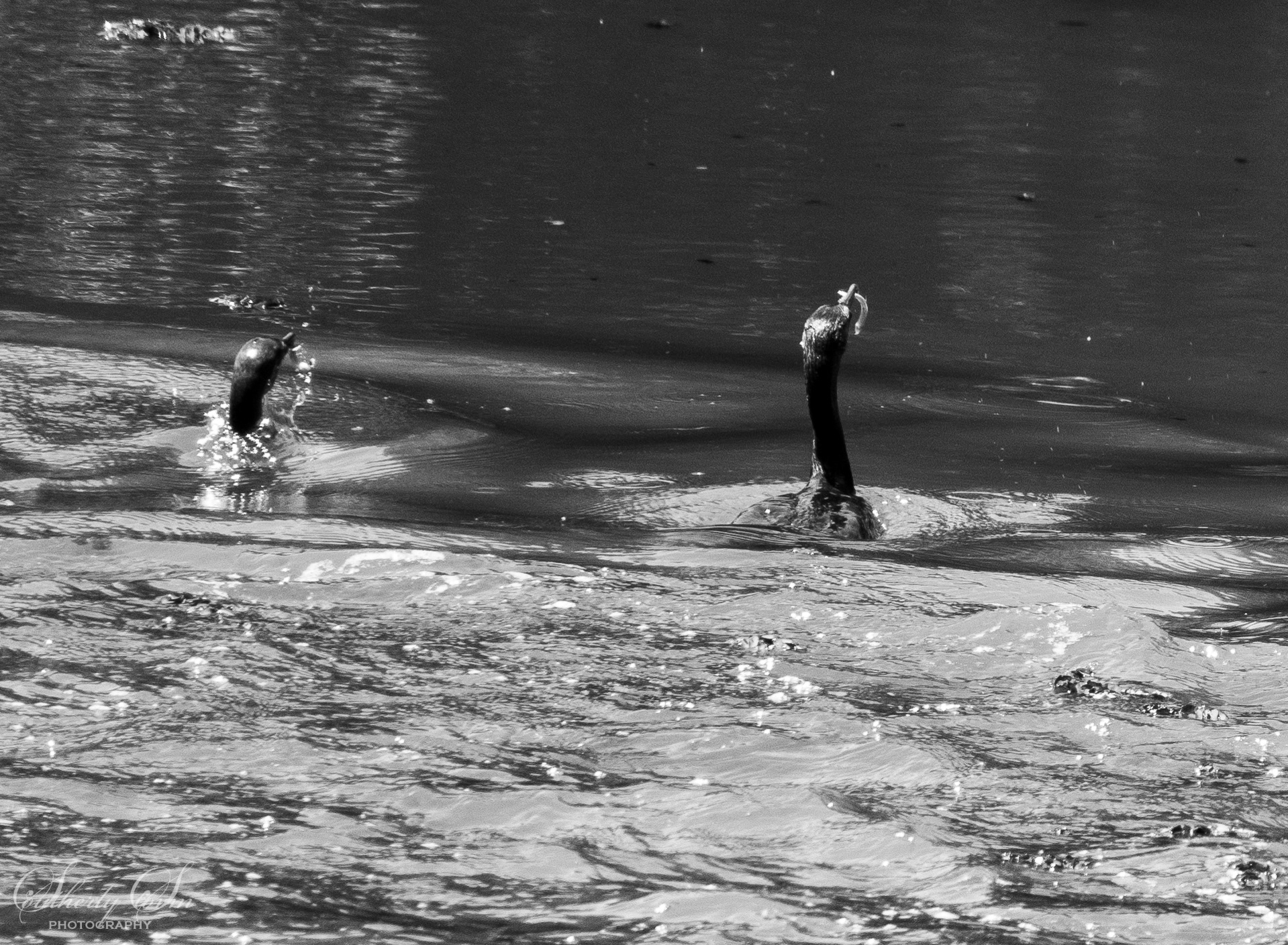 Heron's enjoying their catch