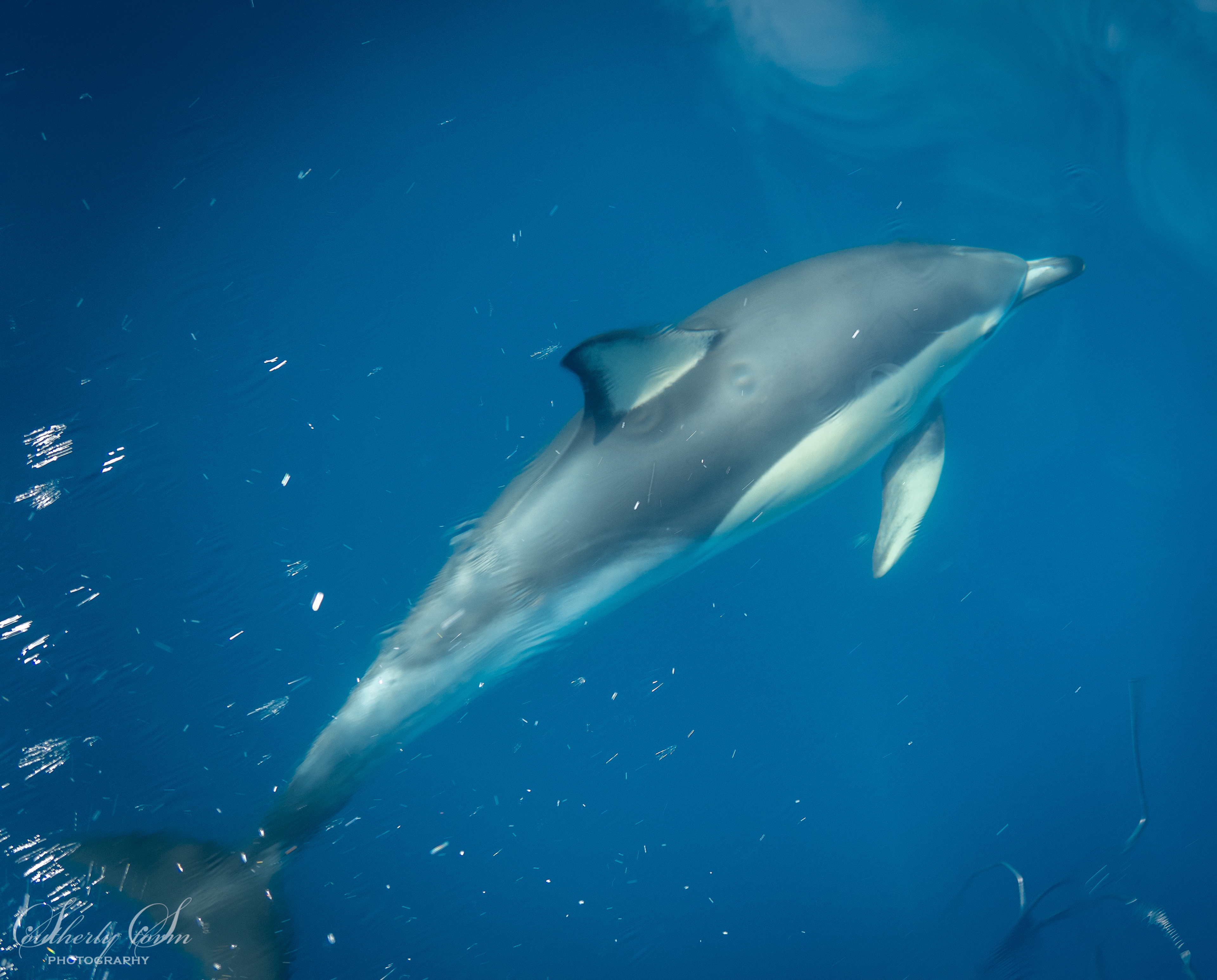 Common dolphin underwater