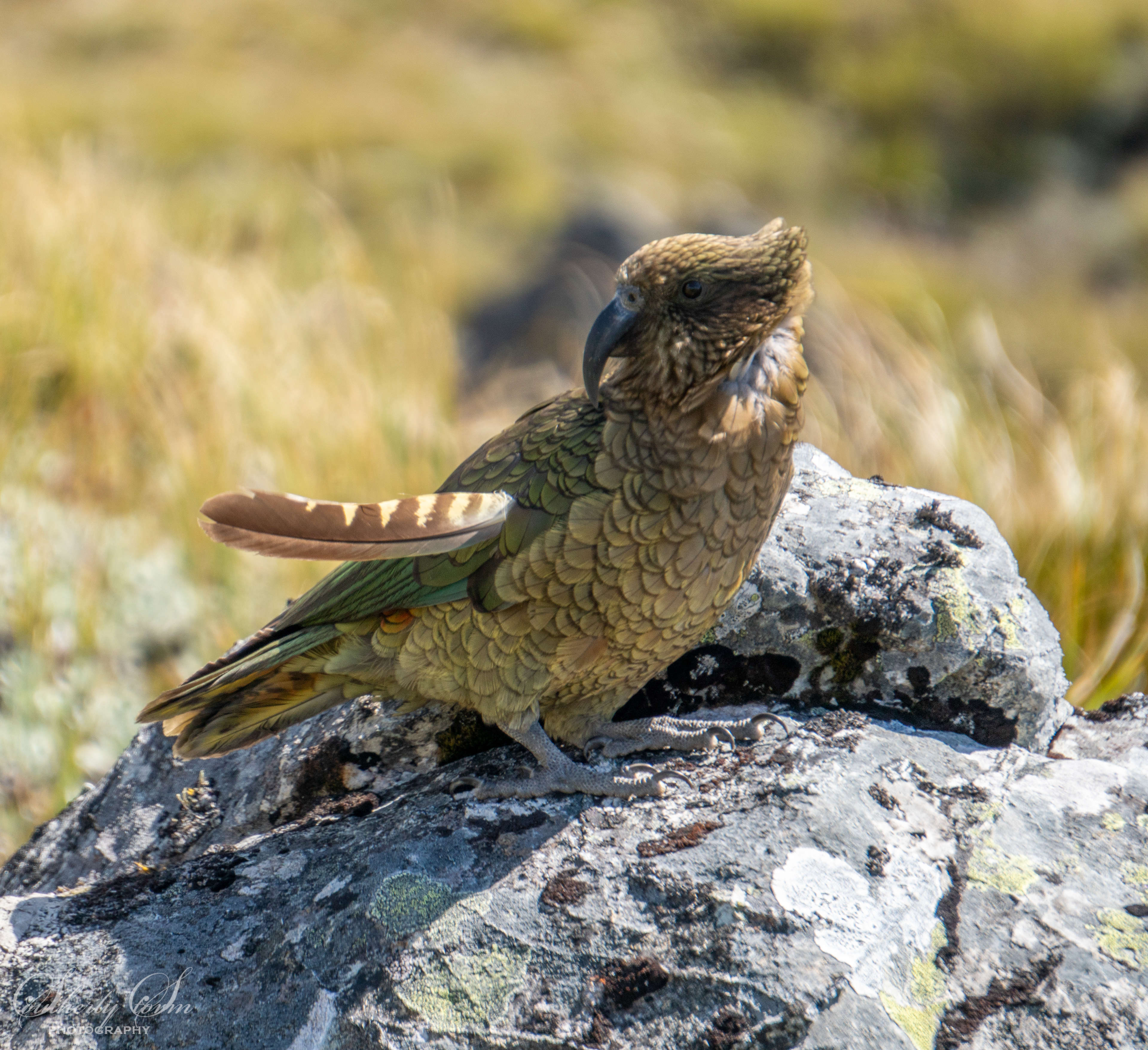 Kea loosing a feather