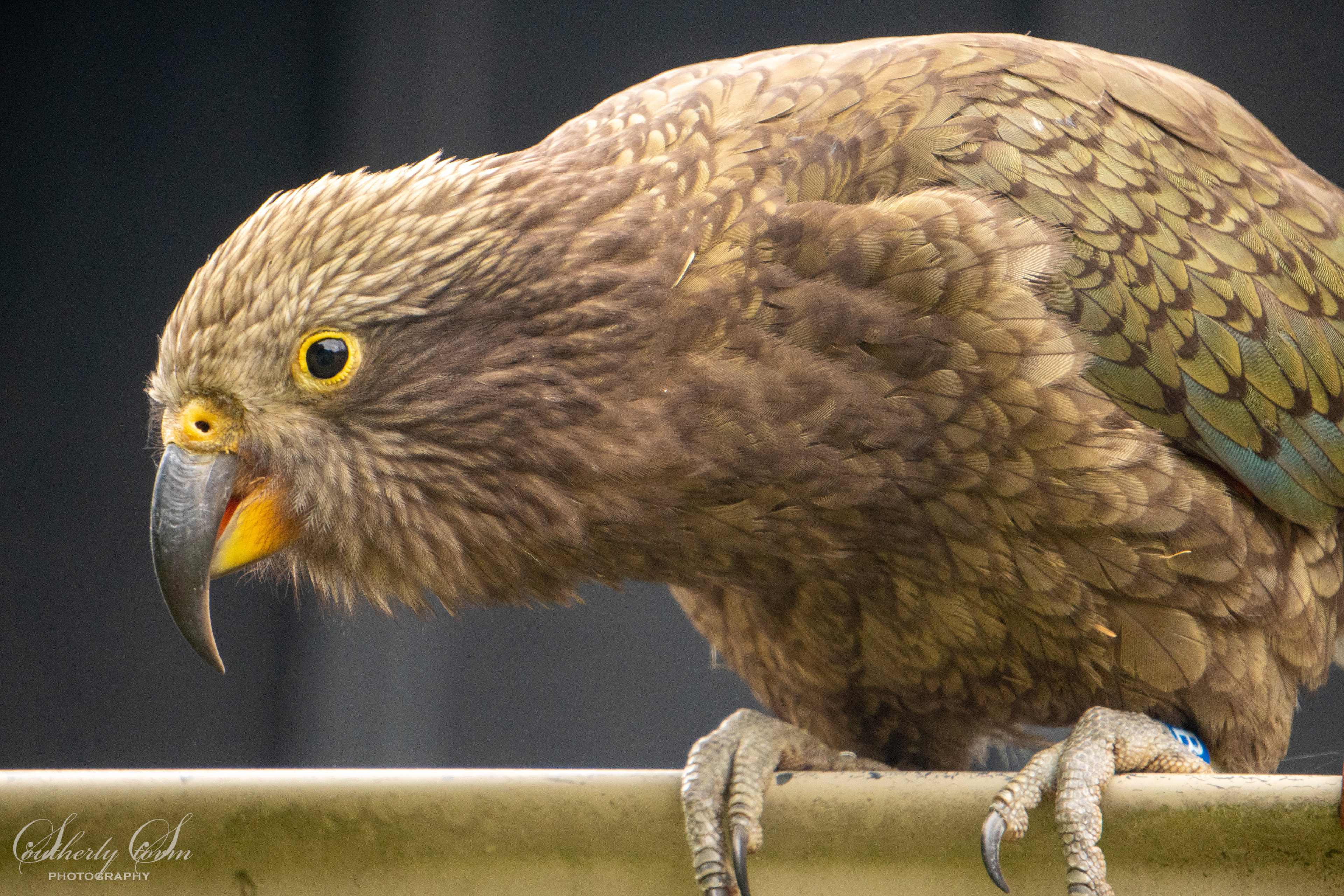 Fledgeling kea