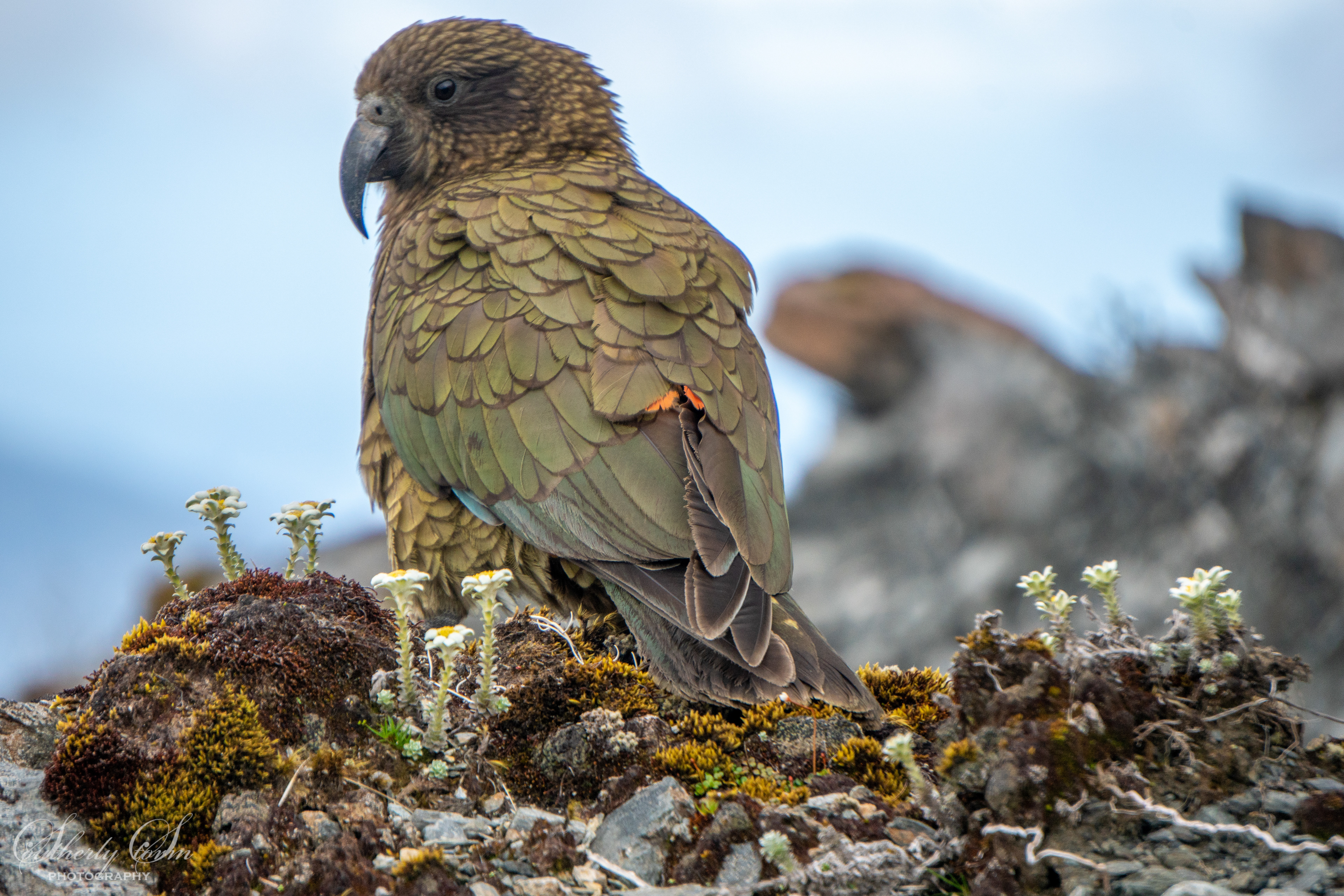 Male kea