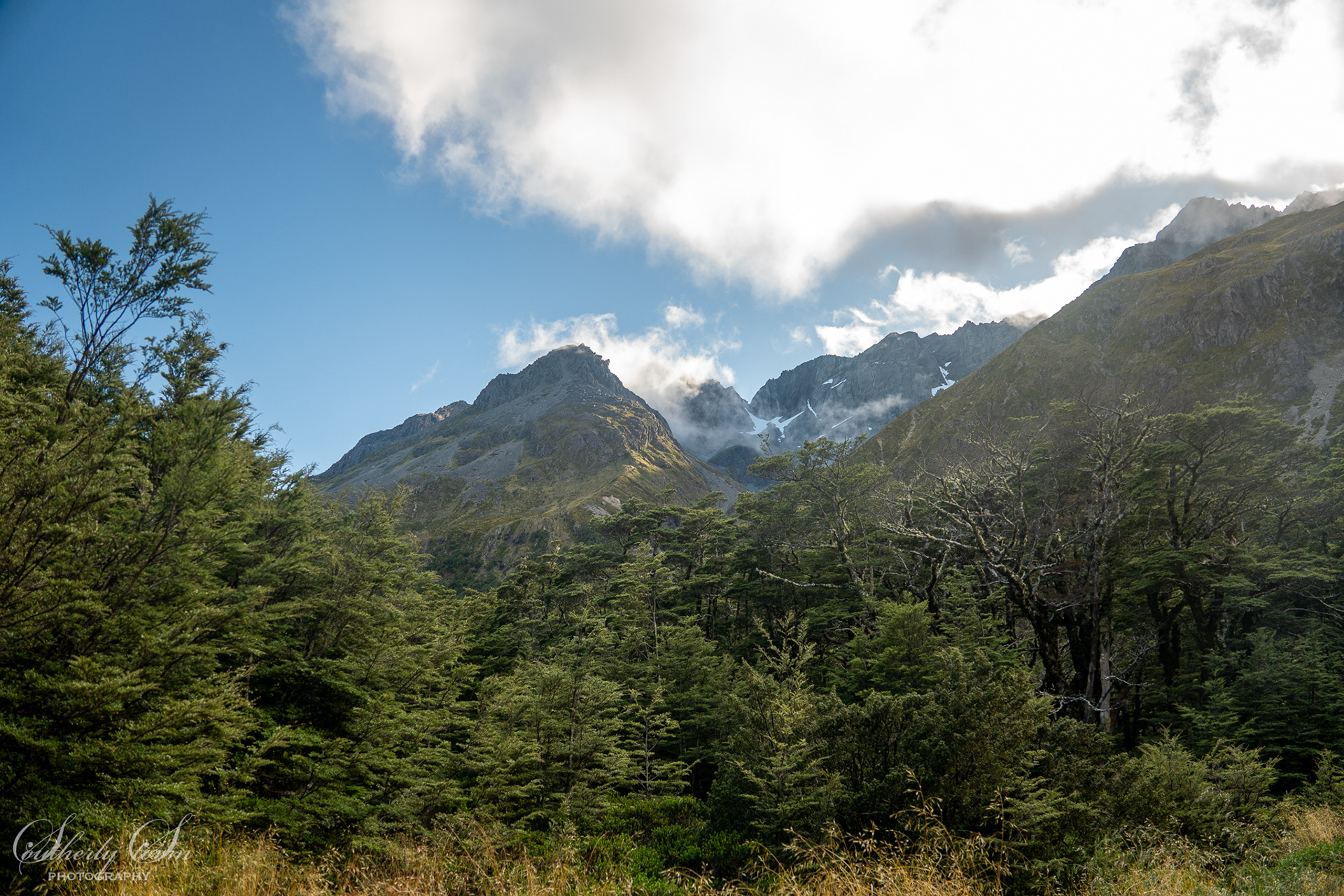 NZ beech forest and moutains