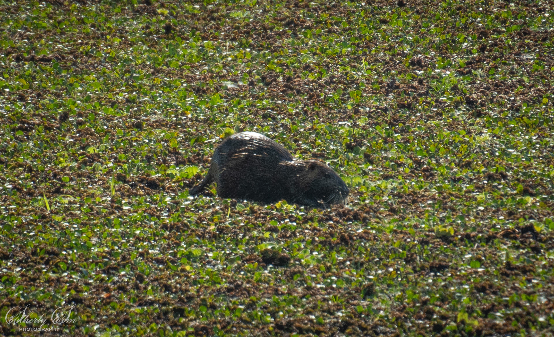 Water Rat in Buenos Aires