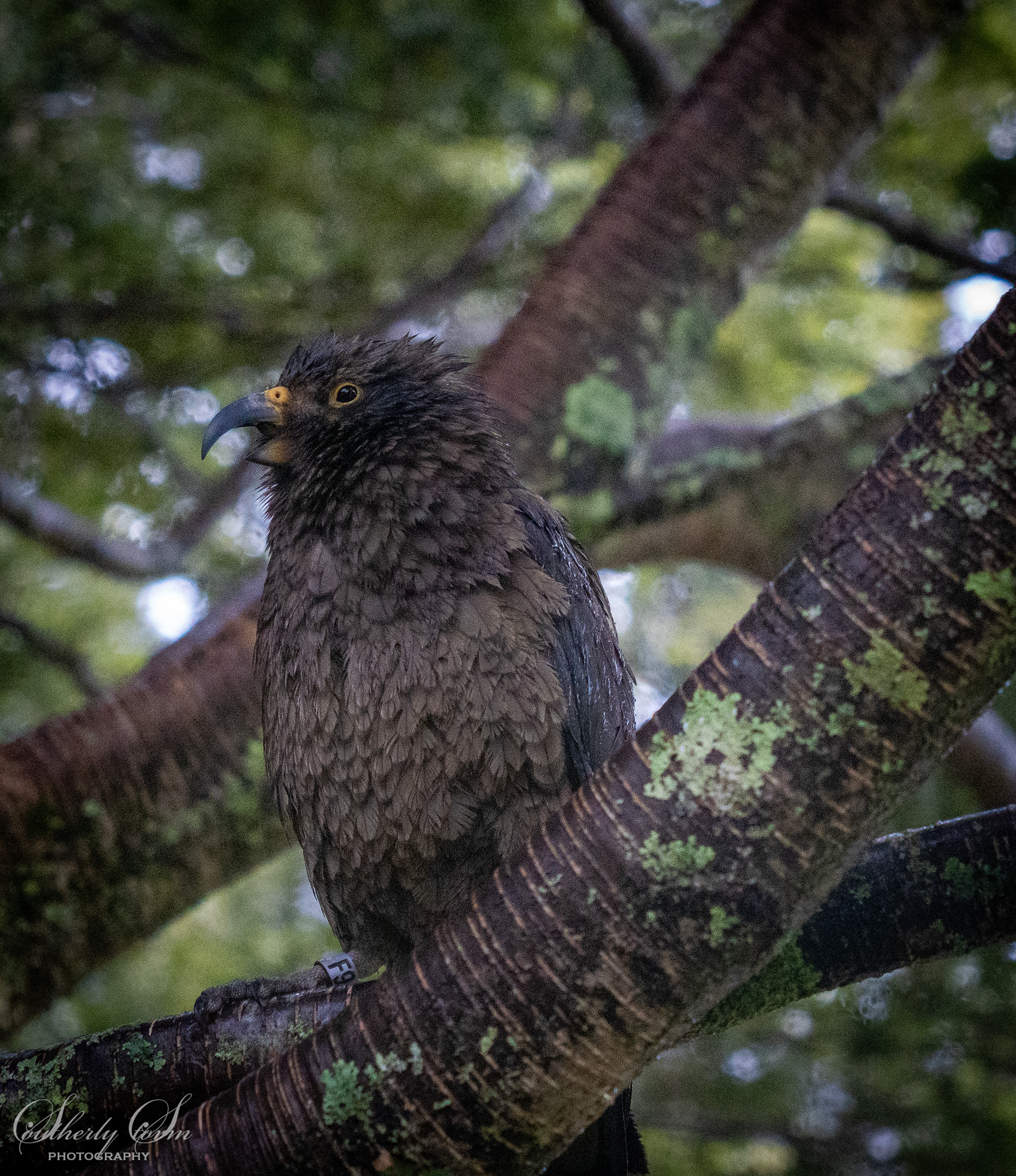 Kea doing something funny with his beak