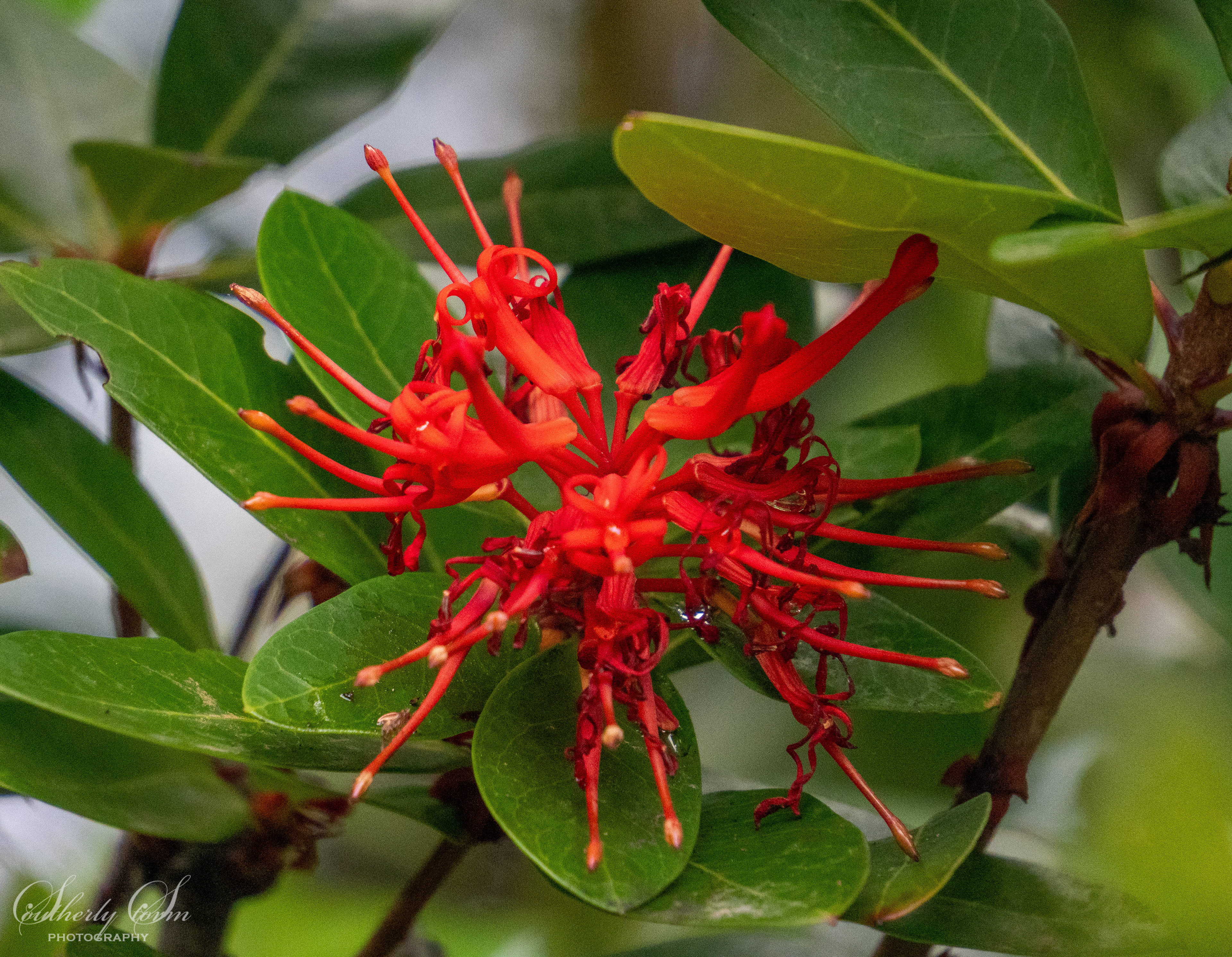 Red flower south america