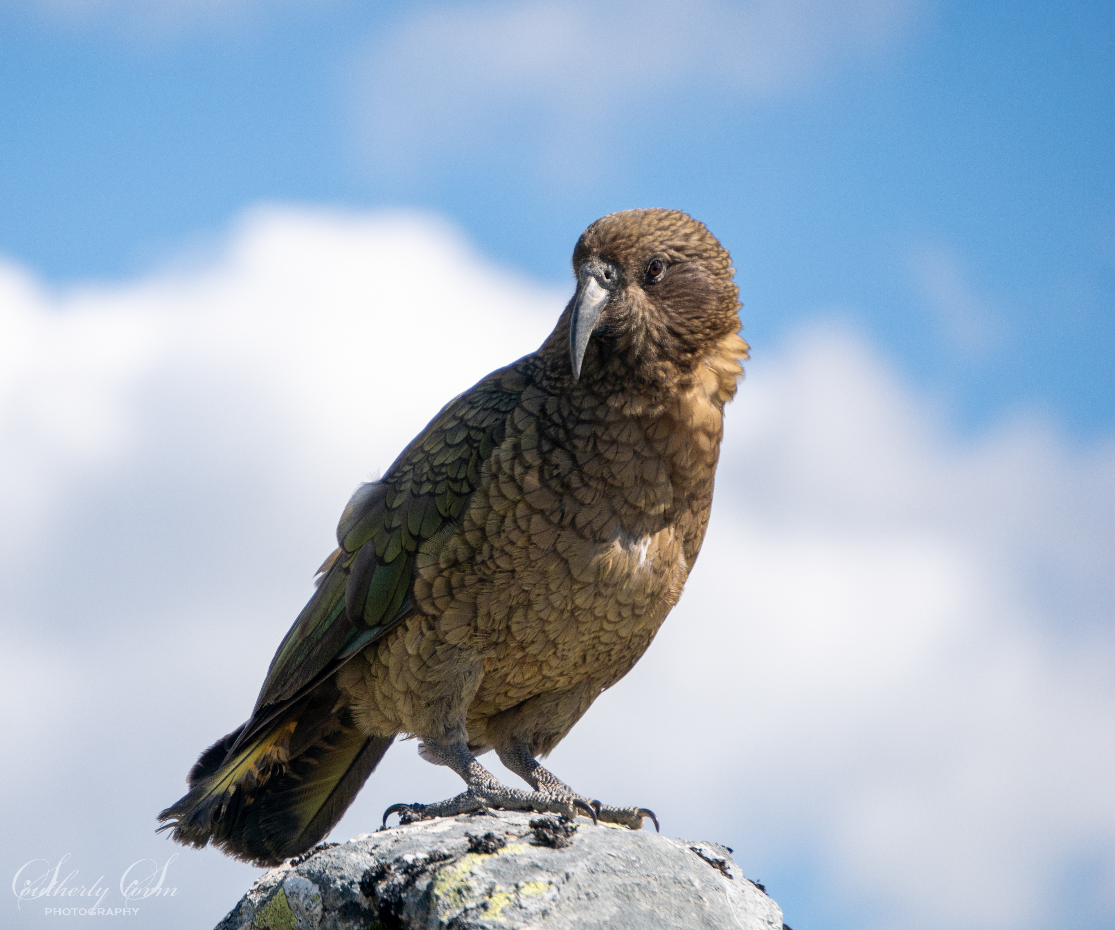 Male Kea