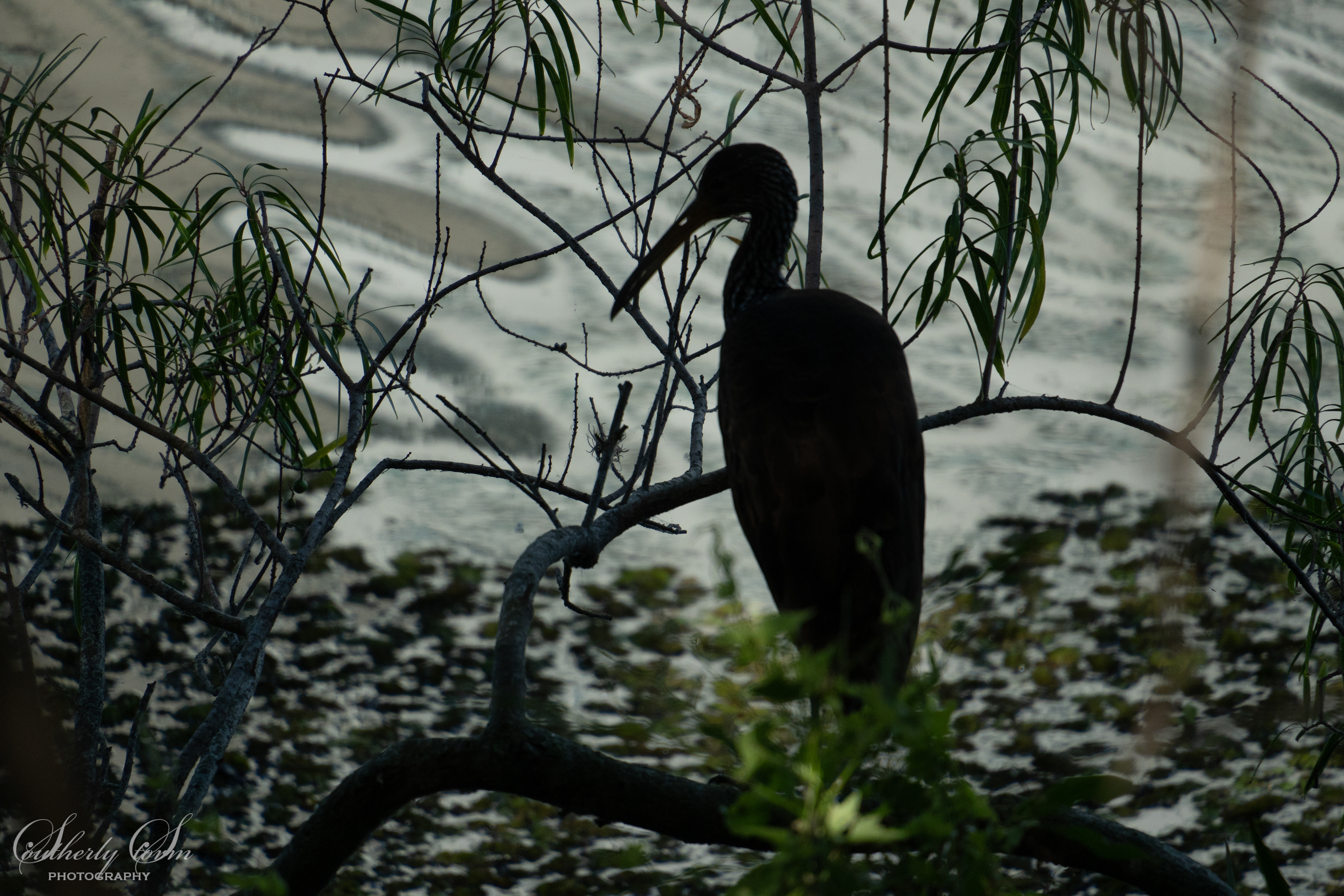 Heron - and you can see the light through his nostrils