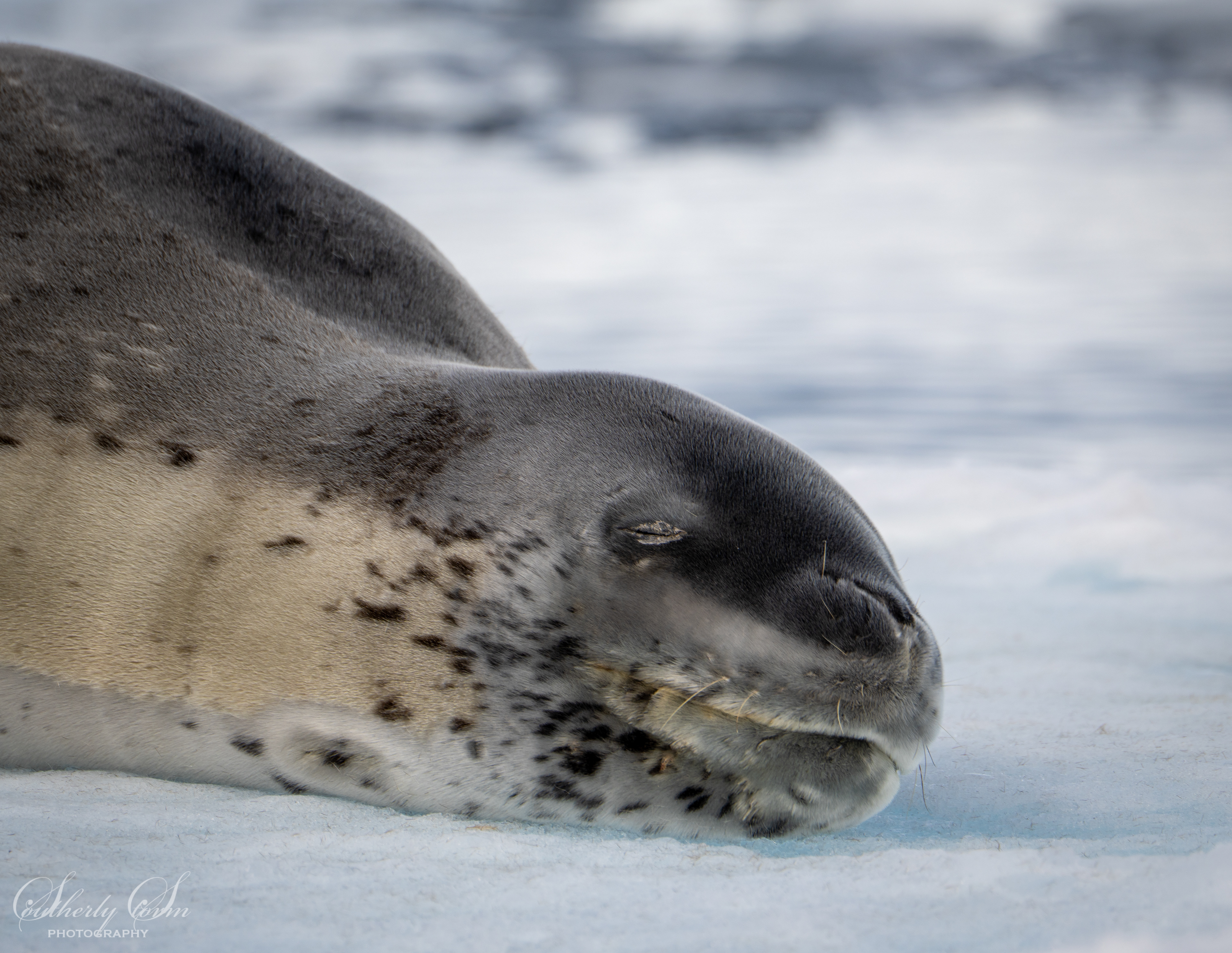 Leopard seal taking a nap