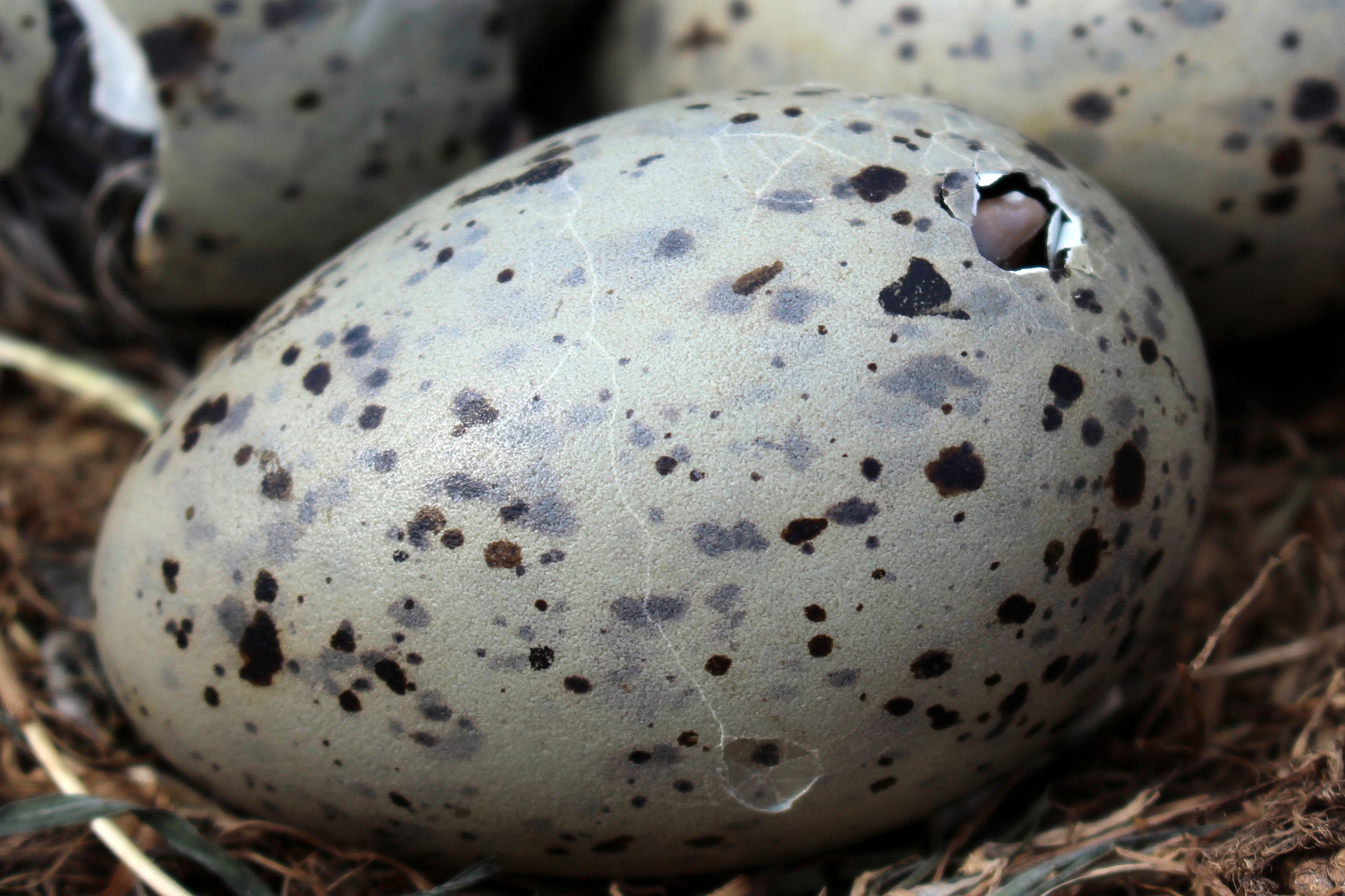 Back-backed gulls eggs, hatching