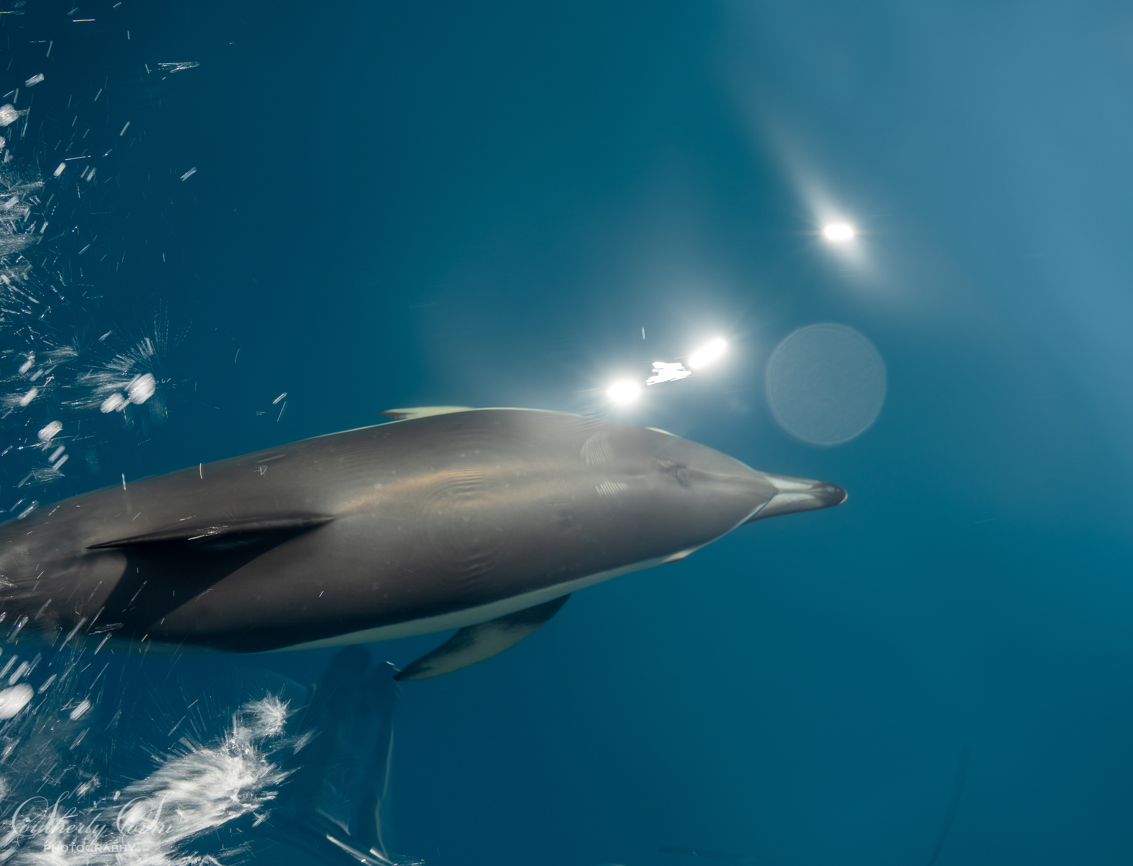 Common dolphin underwater