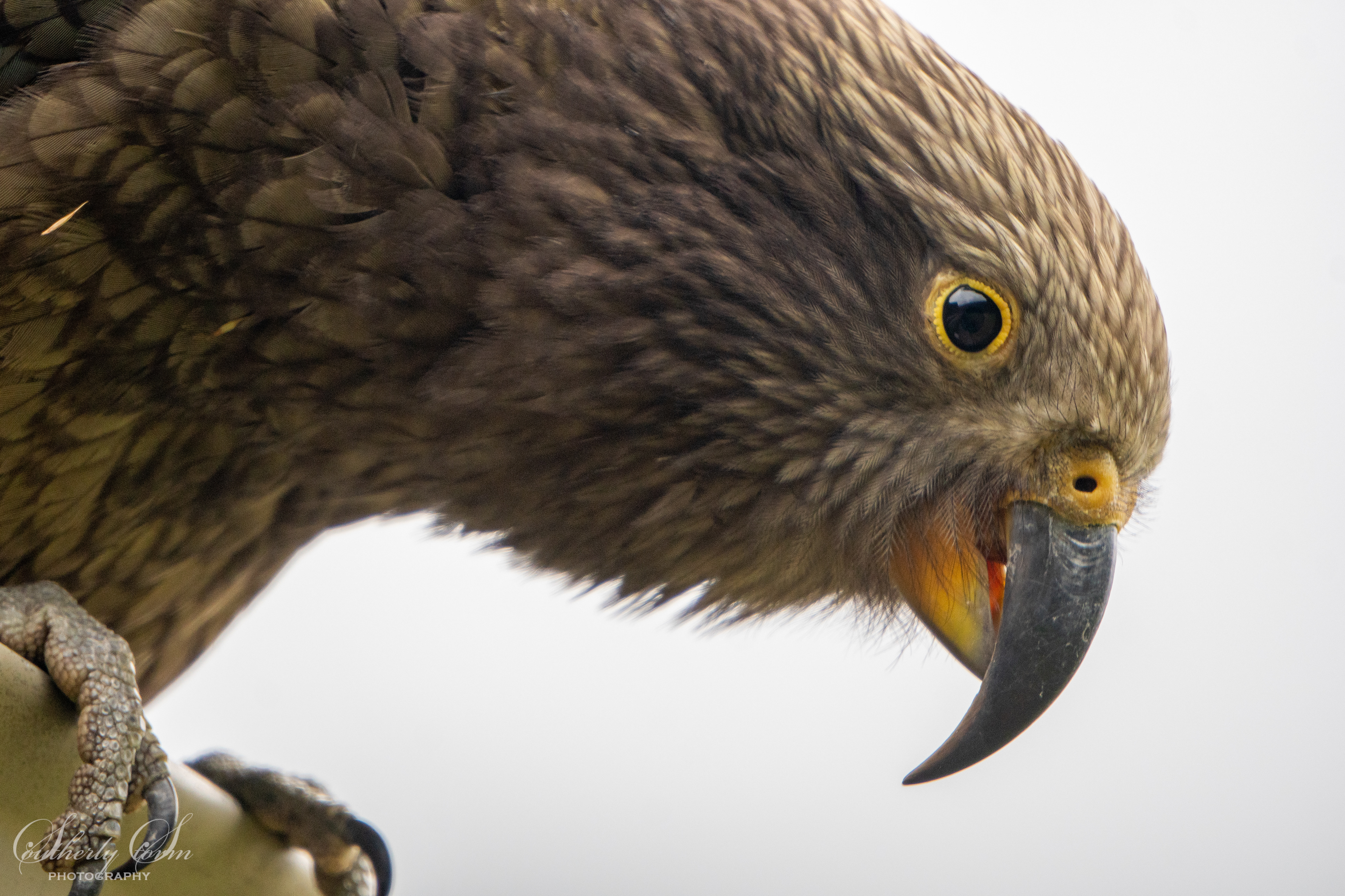 Fledgling kea