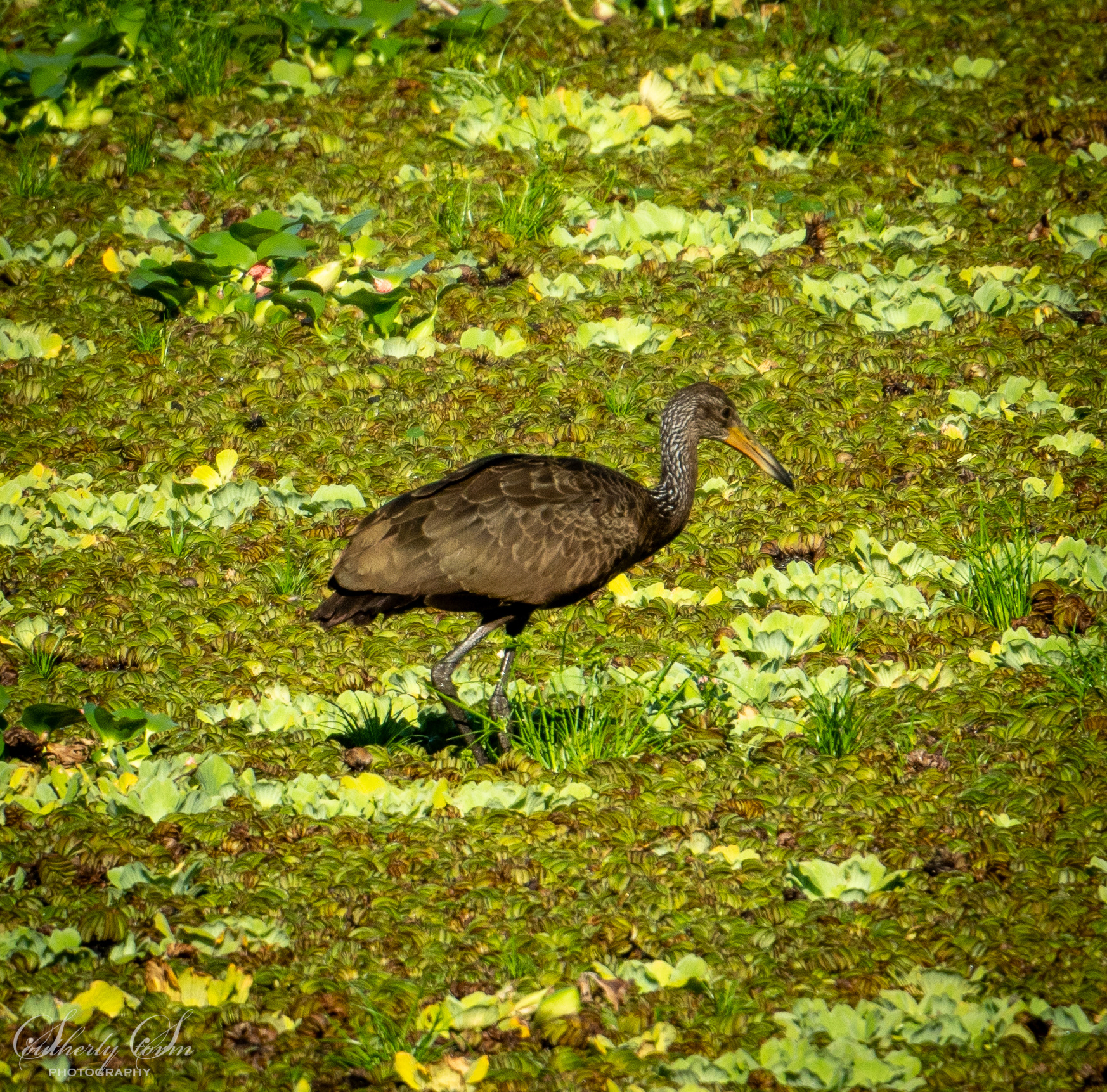 Bird walking on lake covered in plants