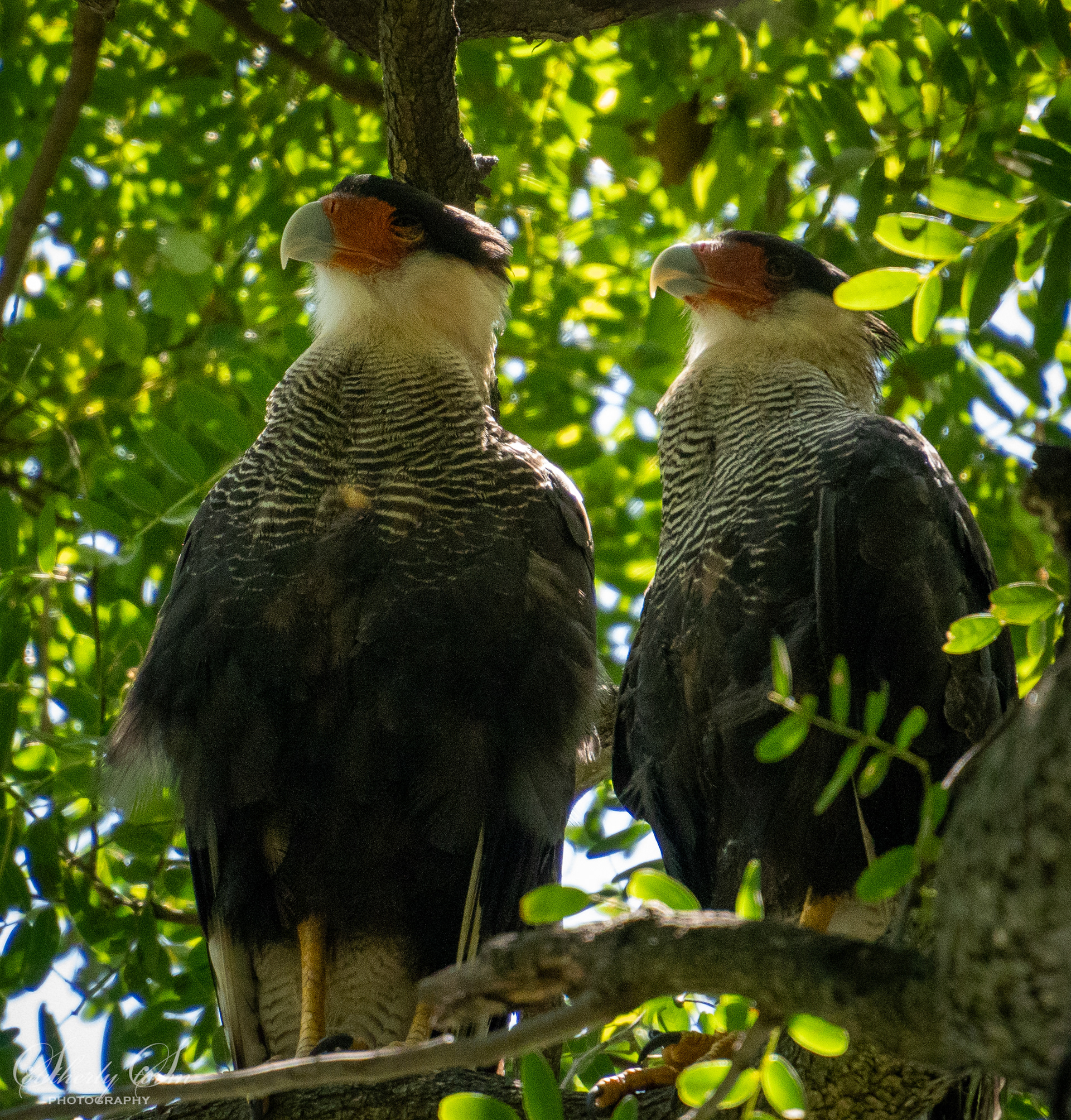 Crested Caracara in Buenos Aires