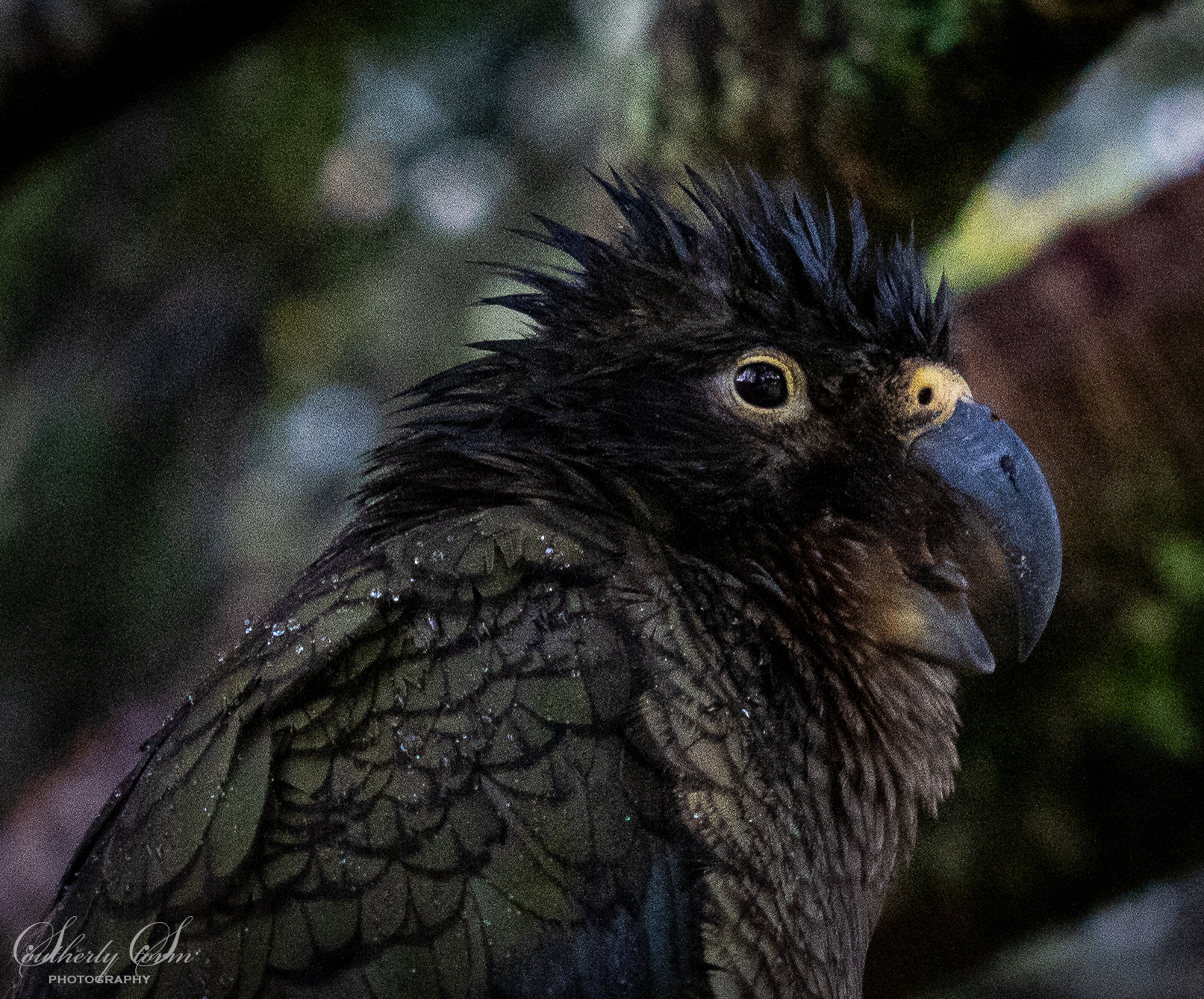 Kea has something to say