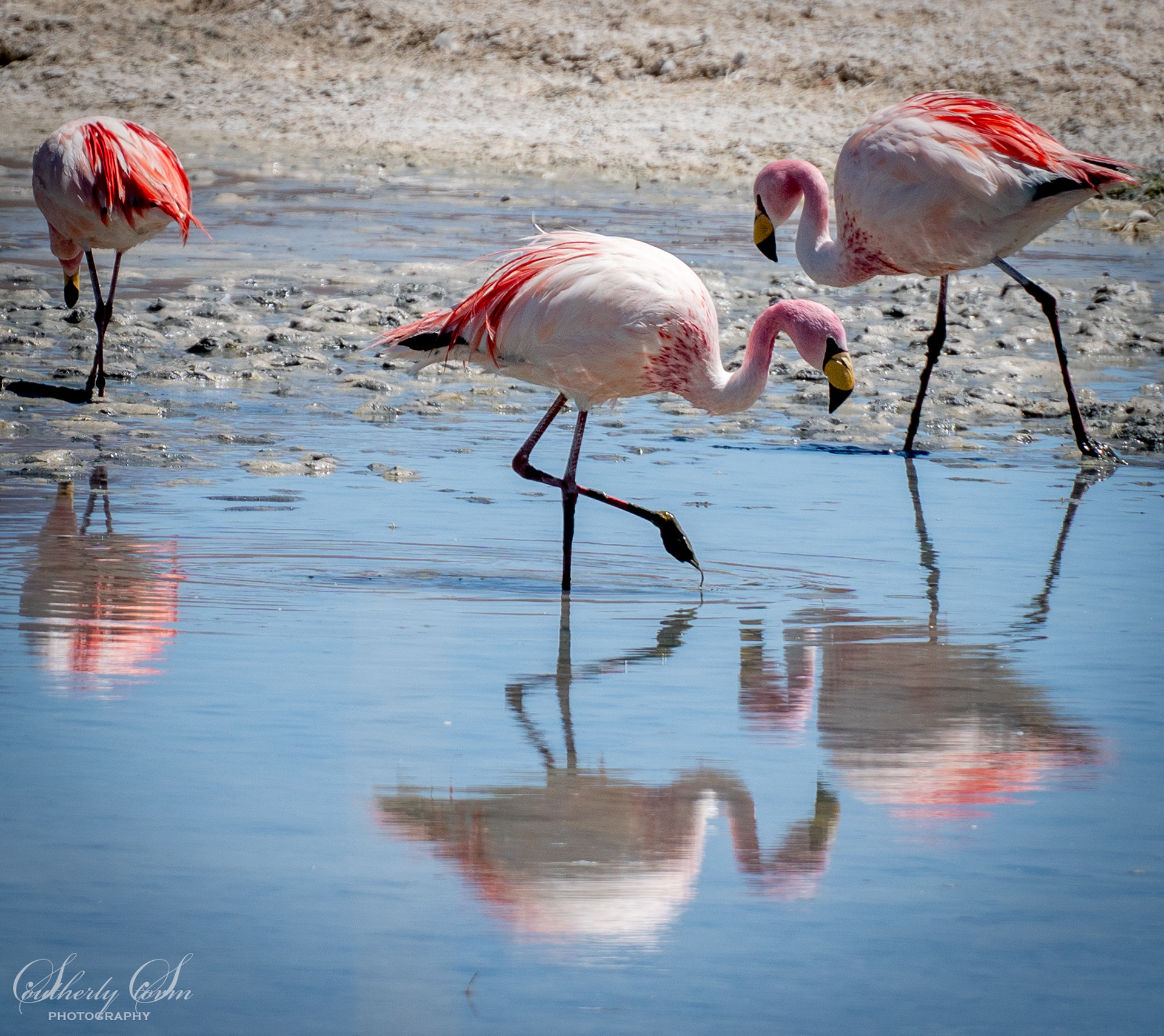 3 flamingoes
