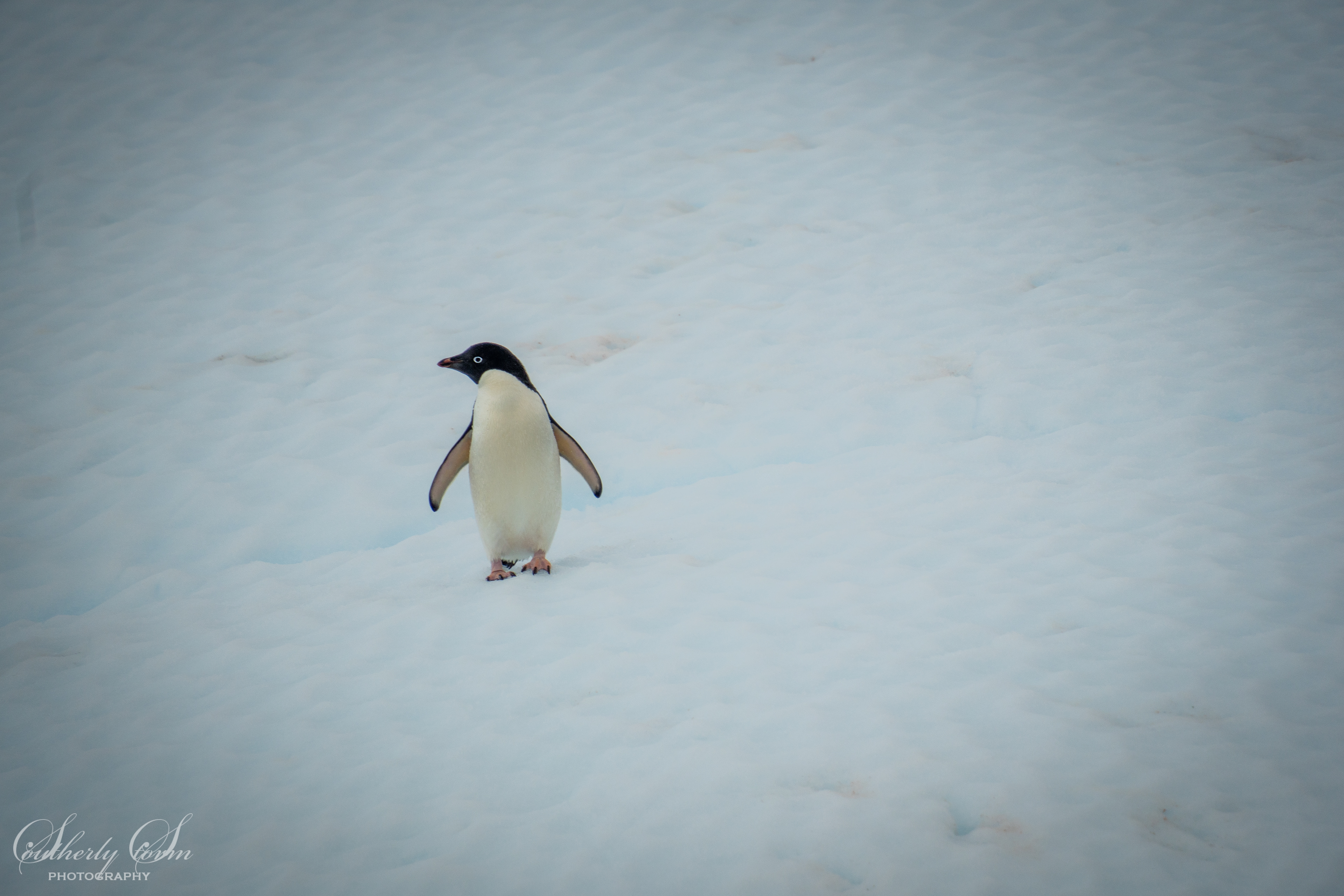 Adelie penguin