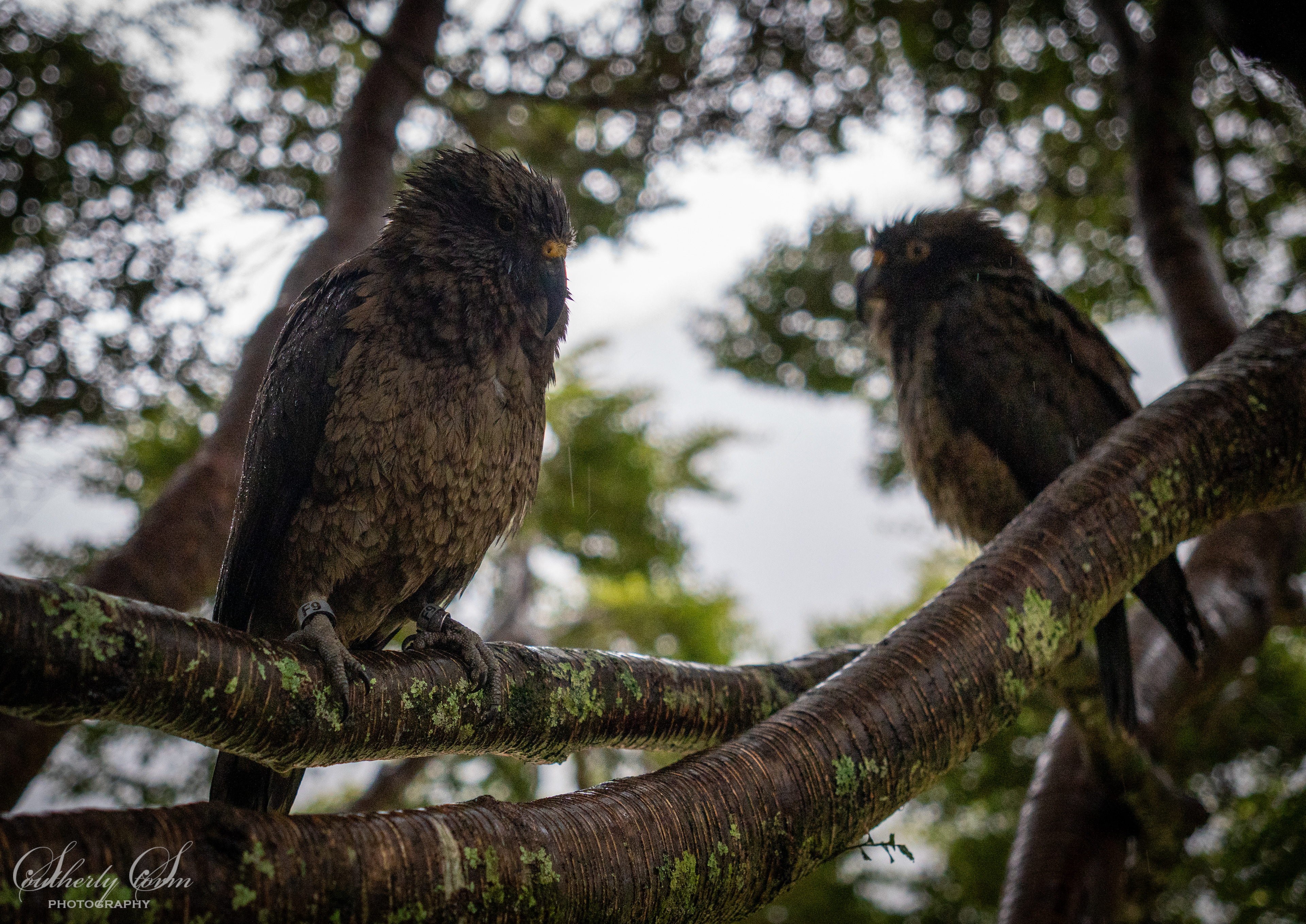 Two juvenile kea in a tree