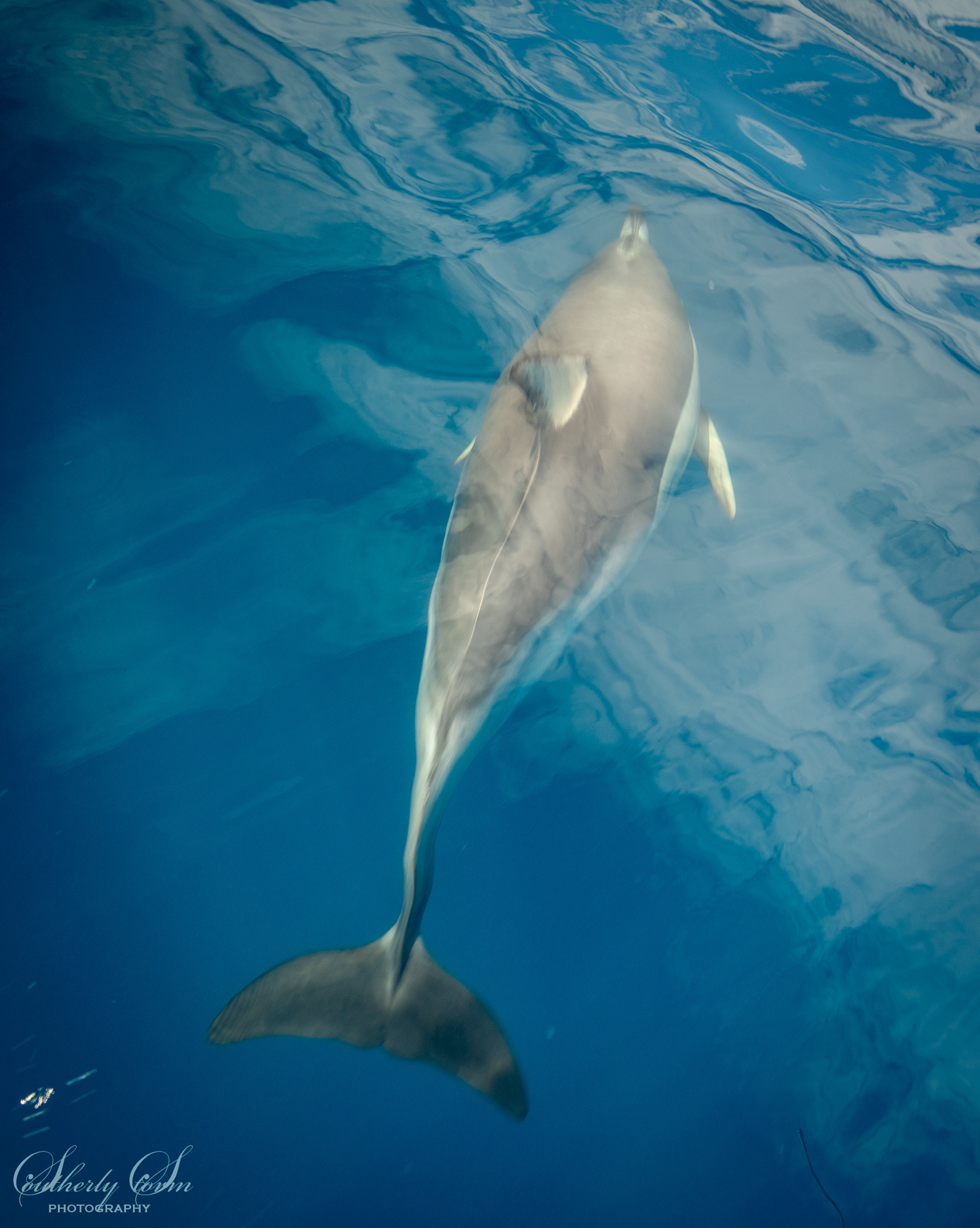 Common dolphin