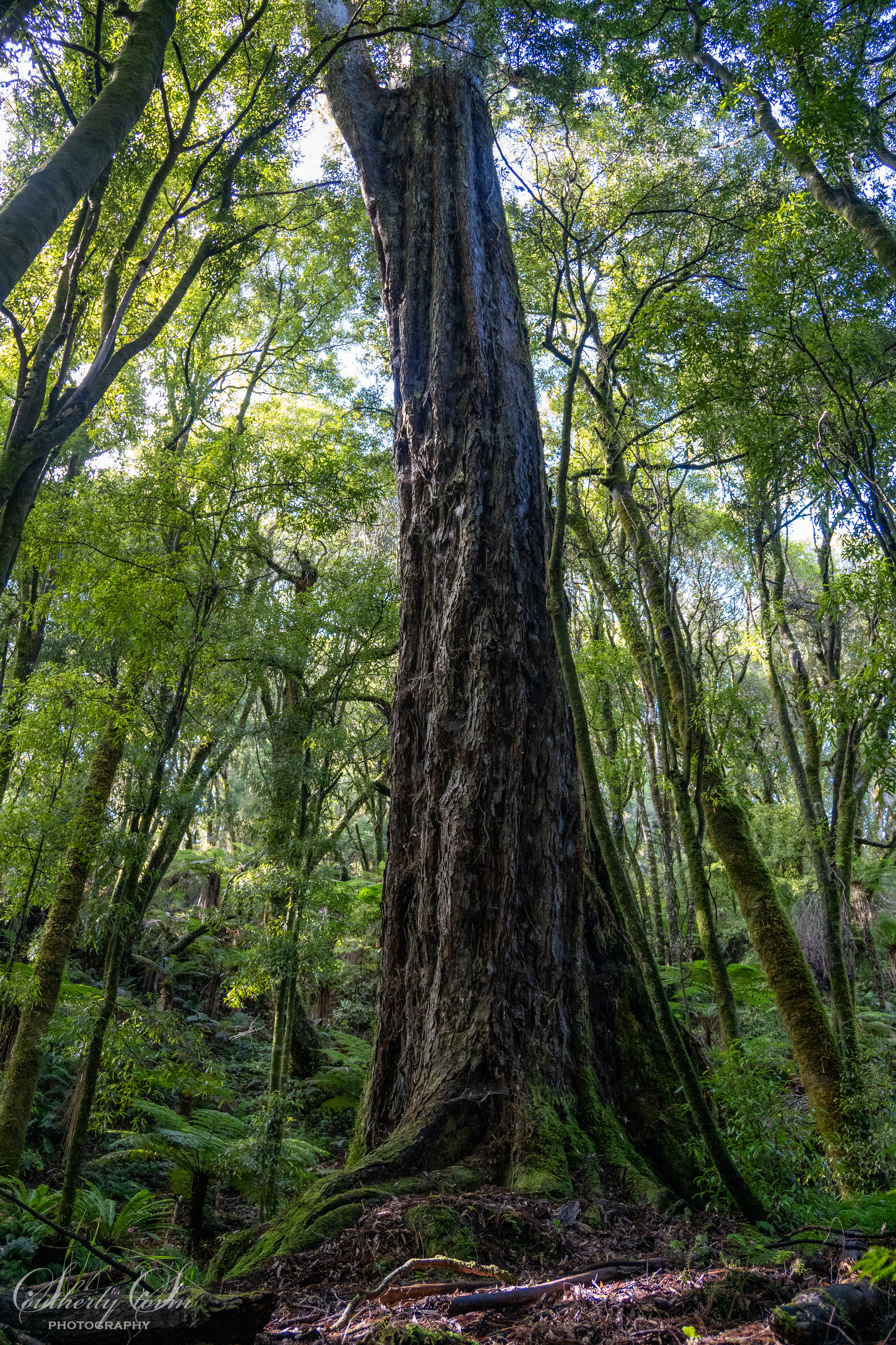 Whirinaki tree