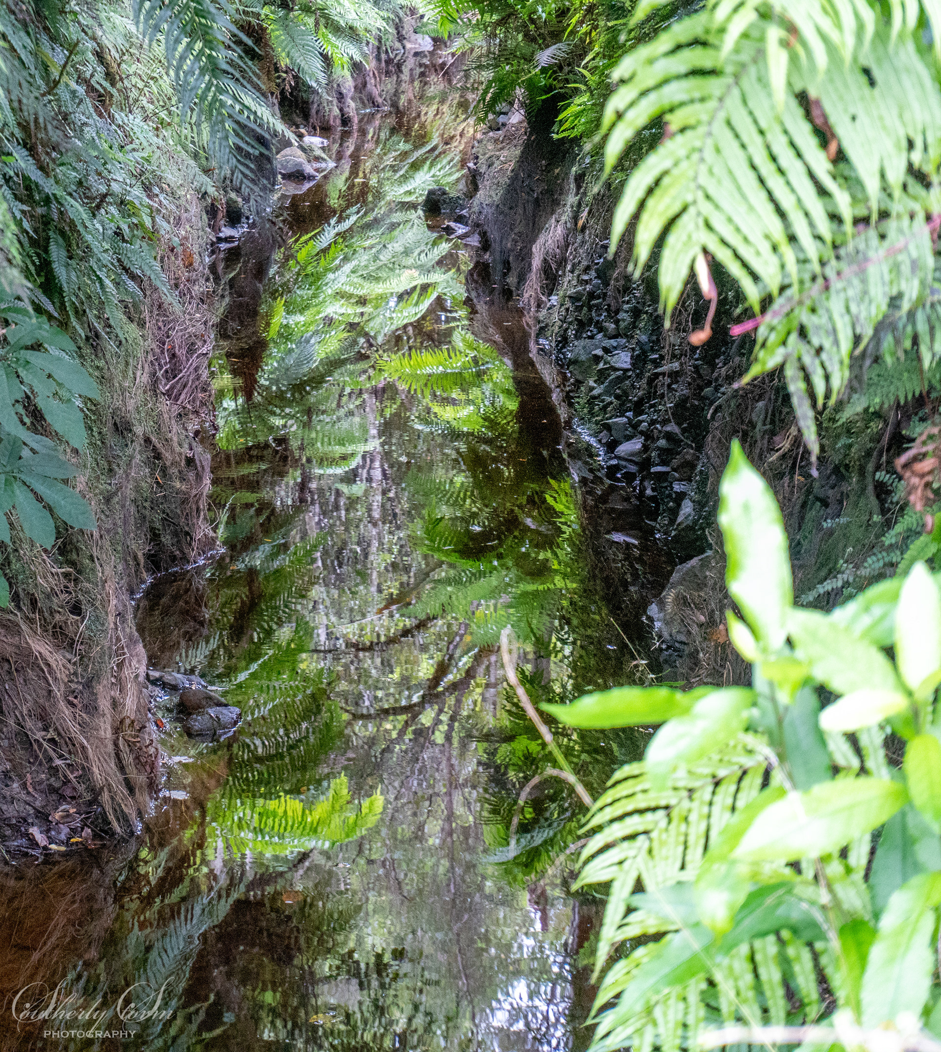 Reflections of ferns in a still creek