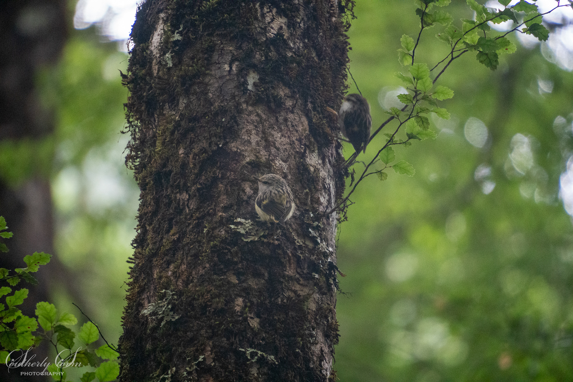 Two riflemen on a tree