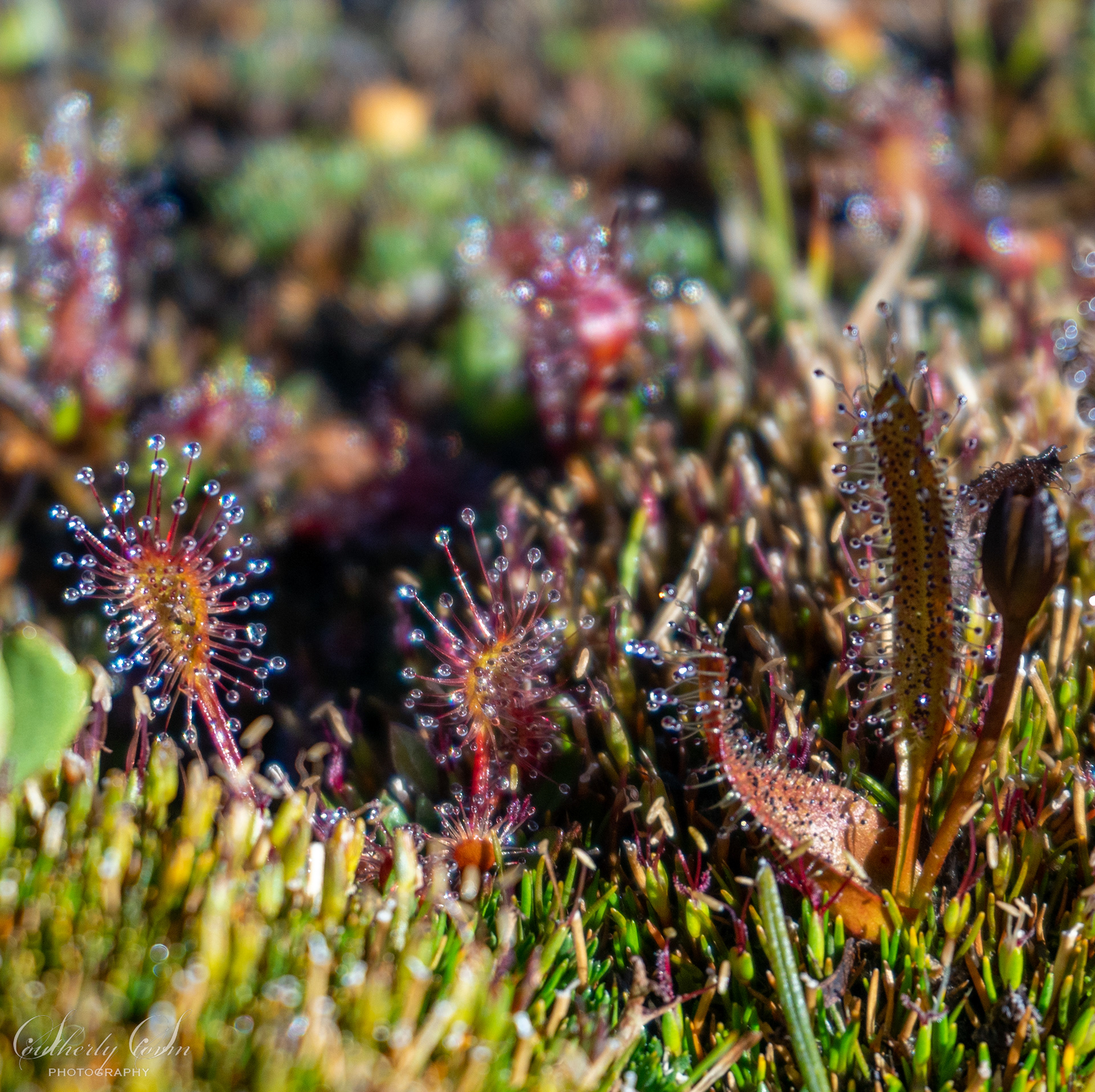 Sundew
