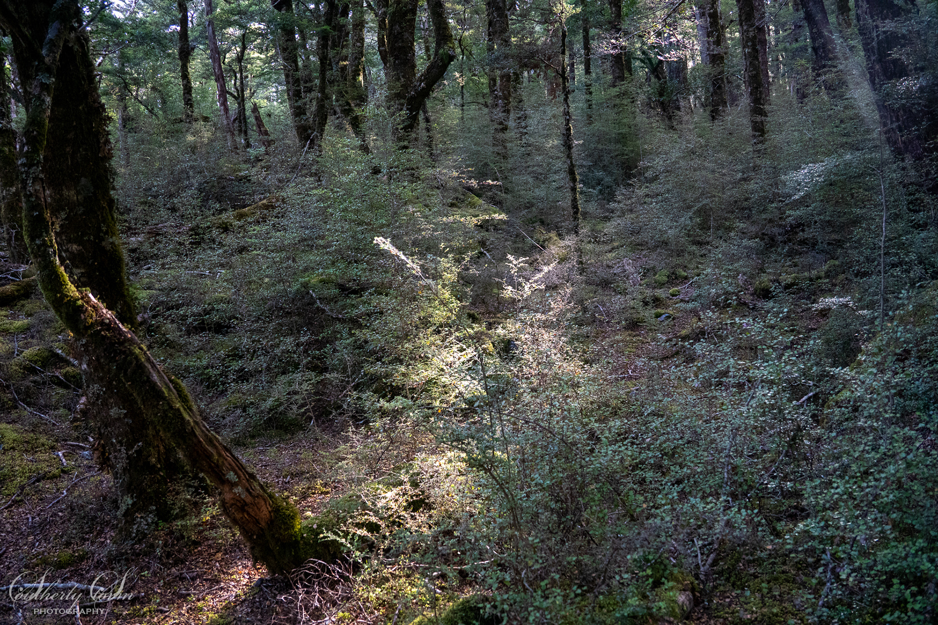 Sun streaming through forest