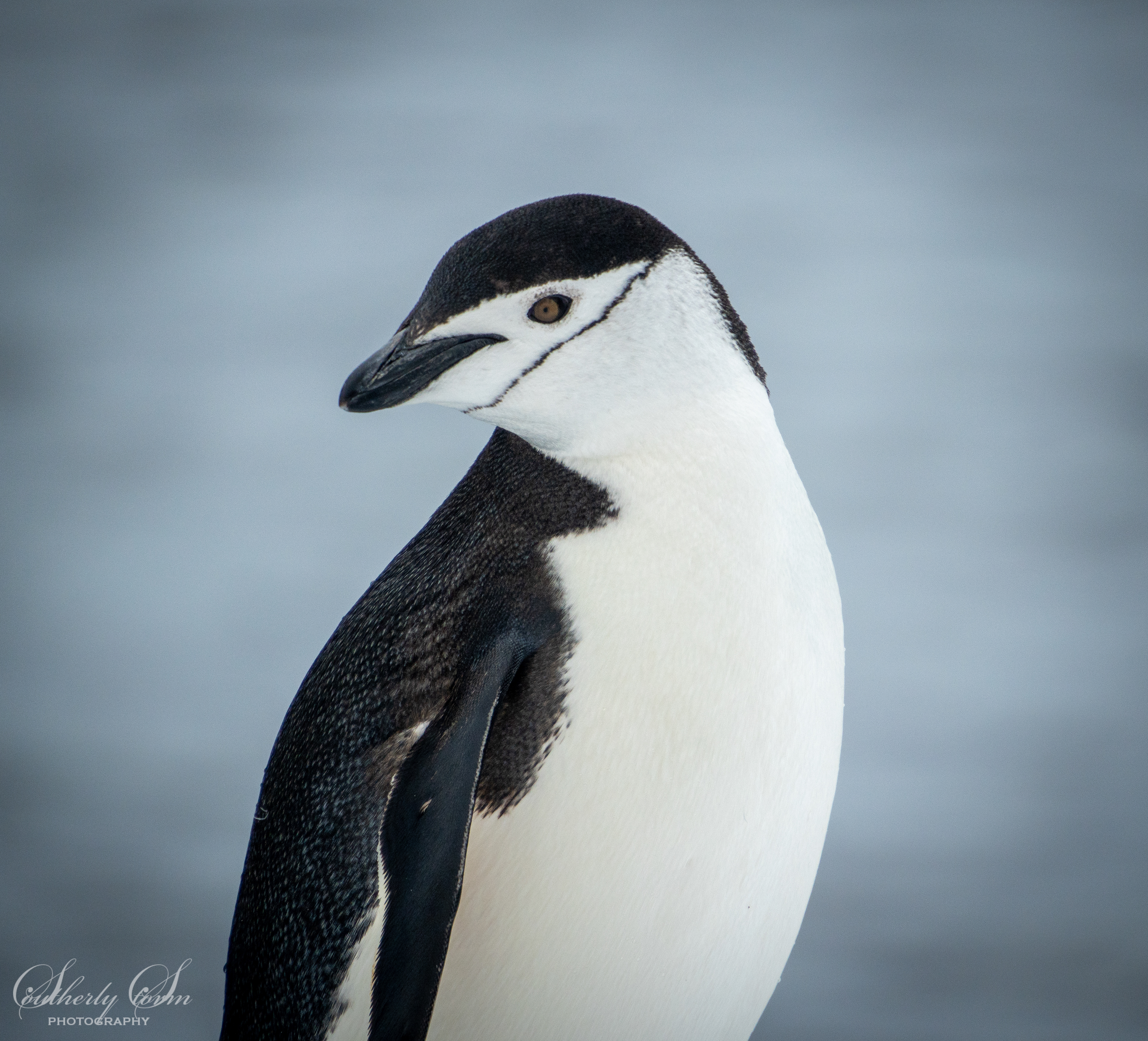 Portrait of a chinstrap penguin