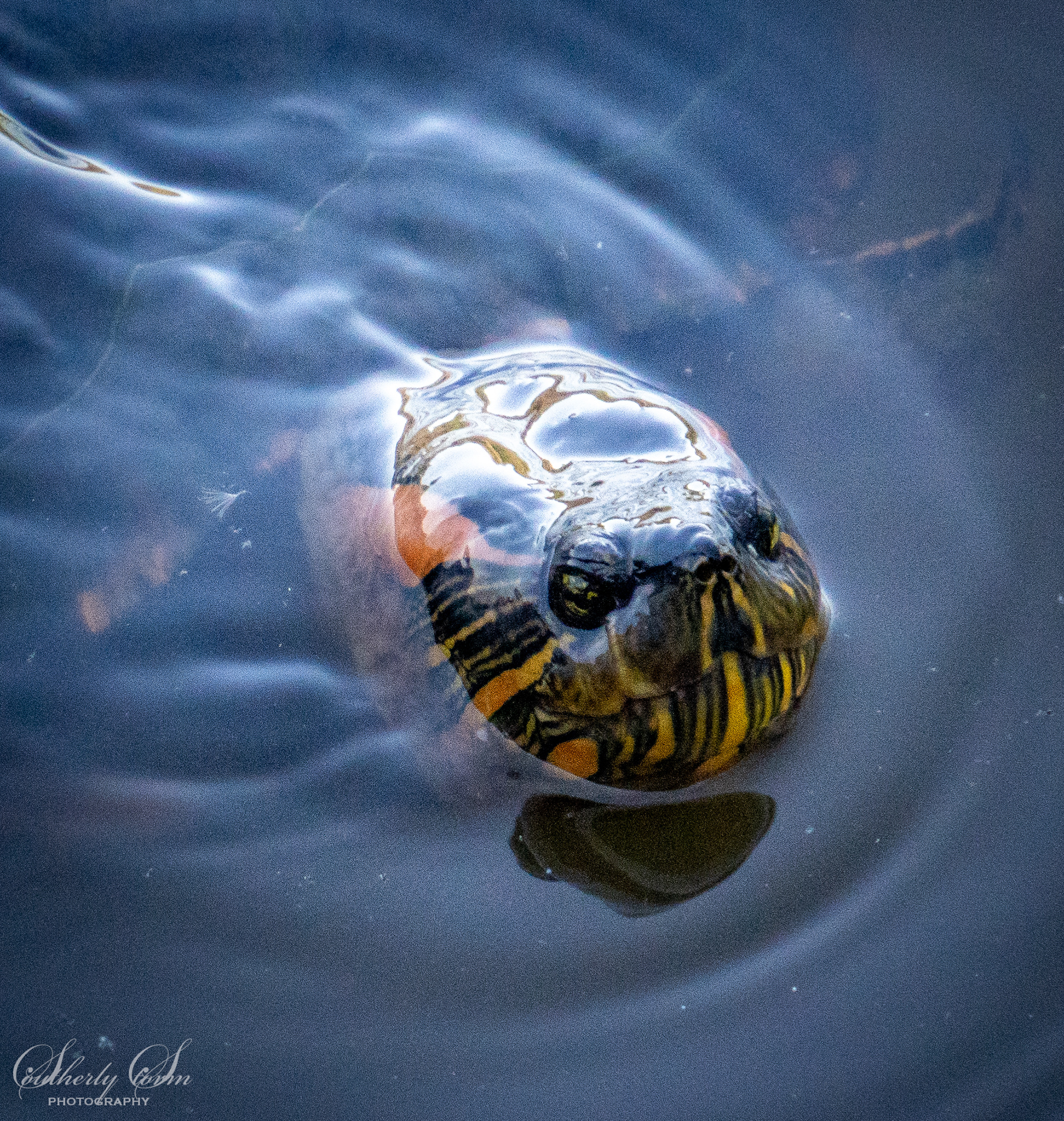 Close up of turtle face