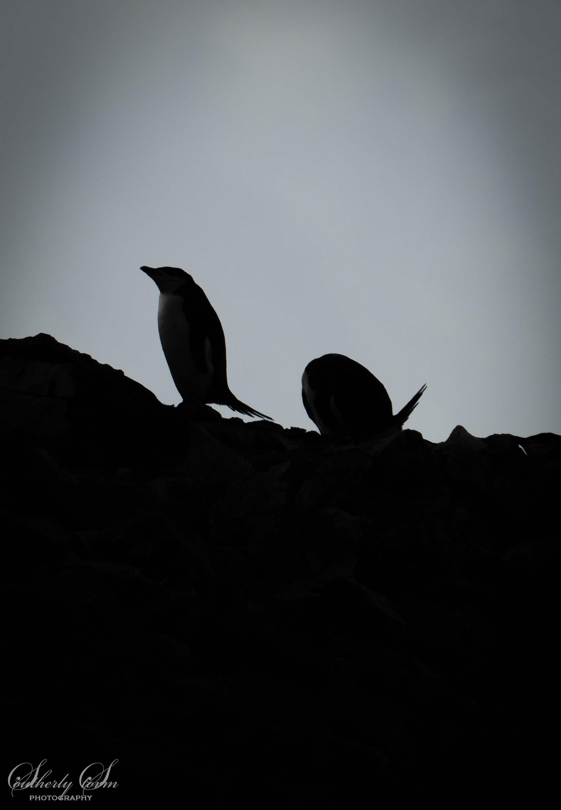 Penguin silhouette
