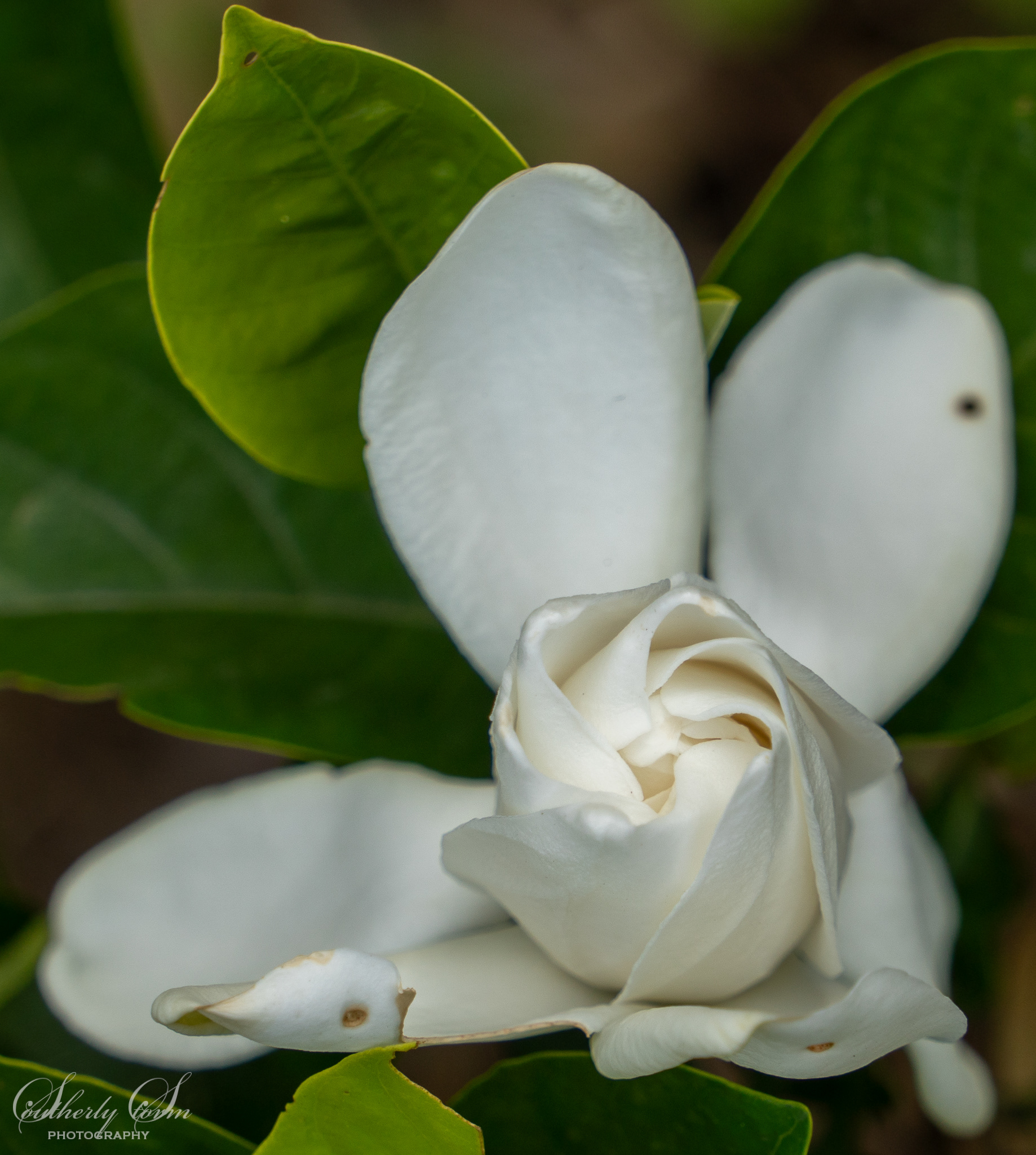 White flower unfurling