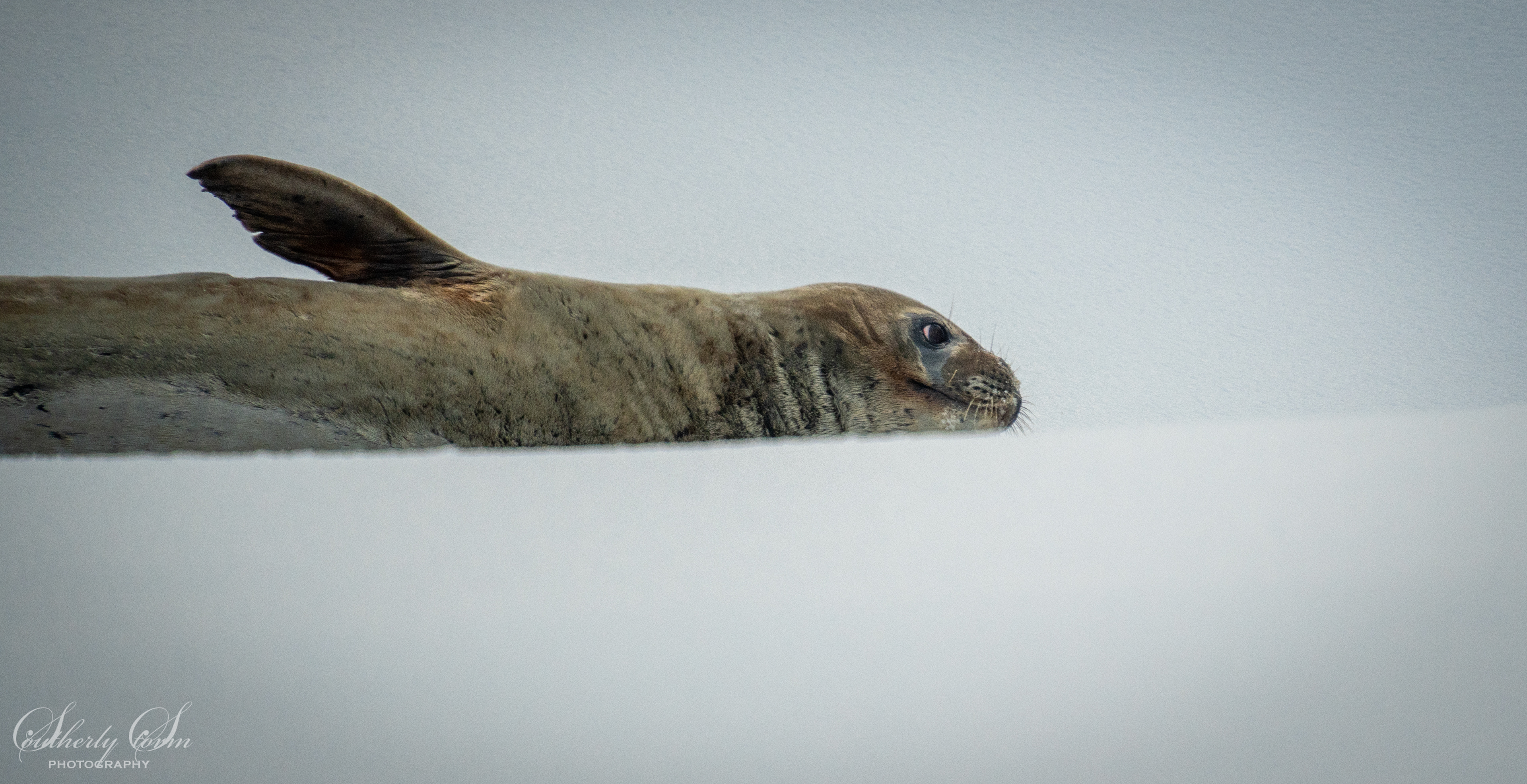 Weddel seal on snow