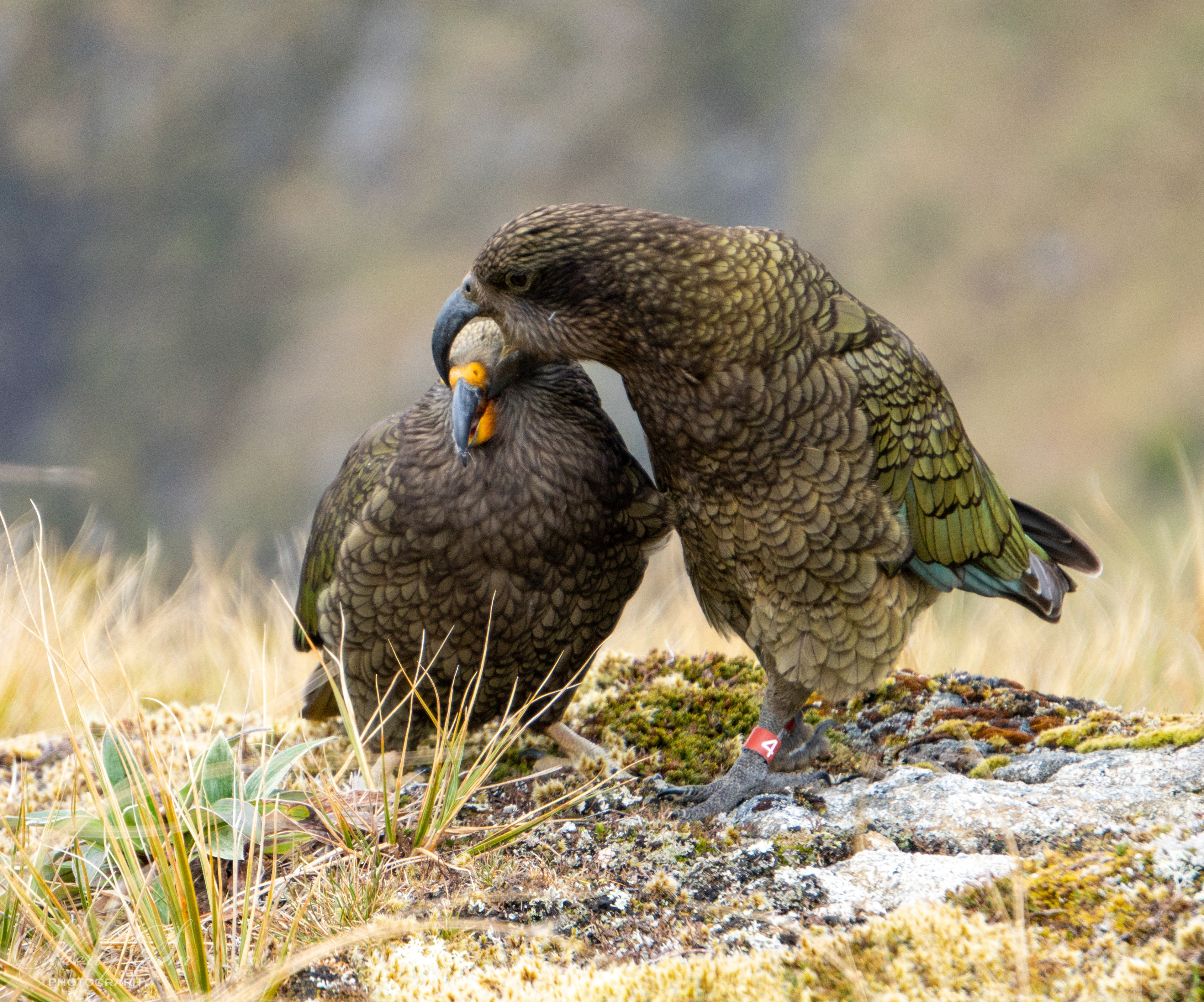 Adult male kea feeding fledgling kea