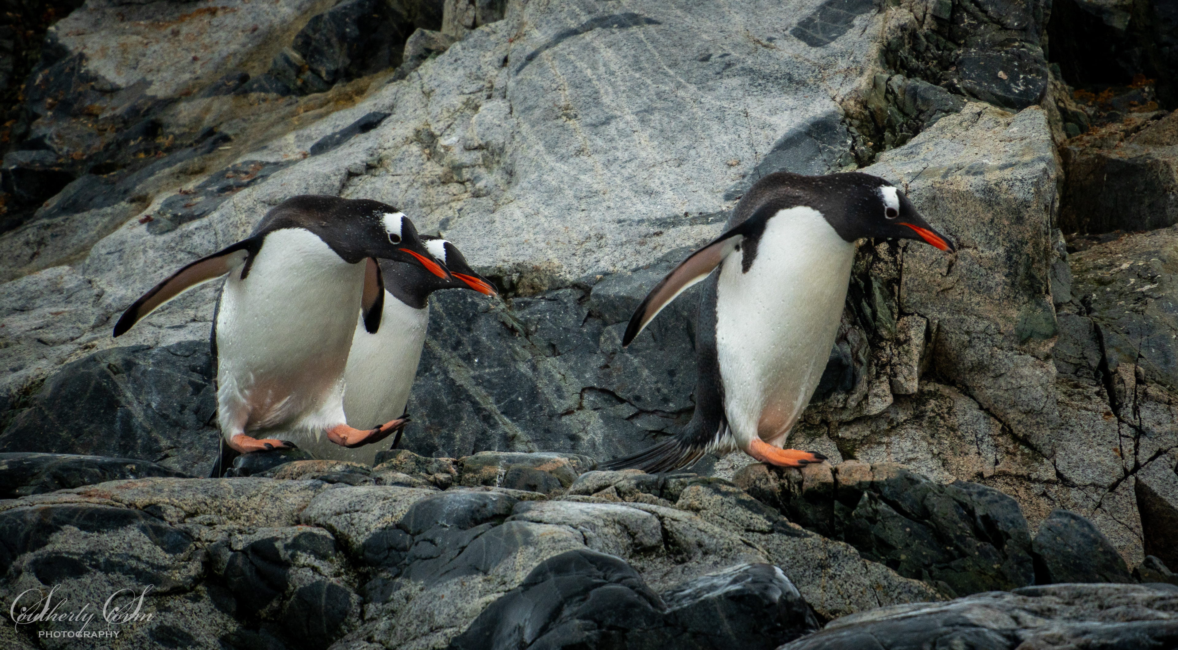 Gentoo pengiuns