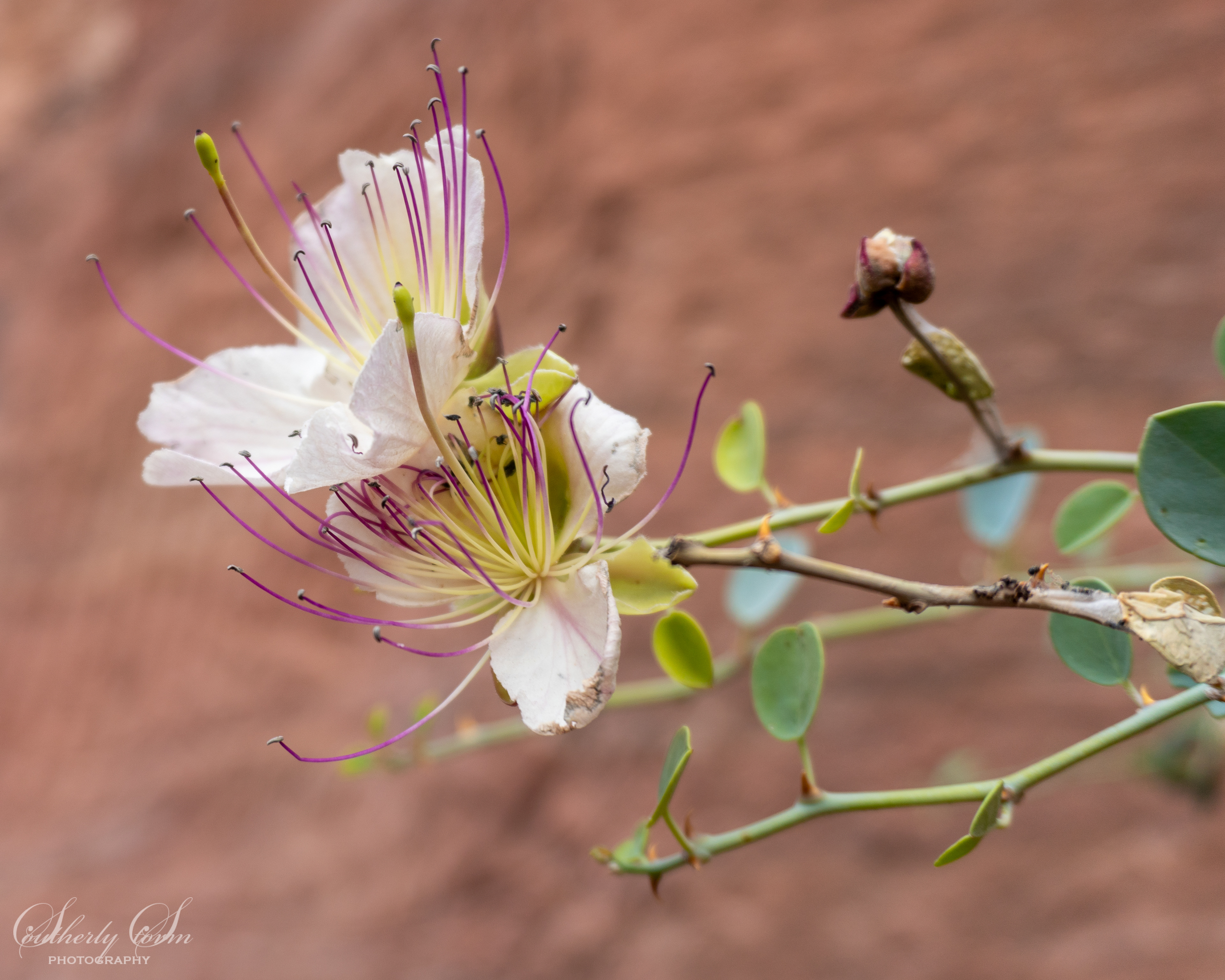 Flowers in Petra