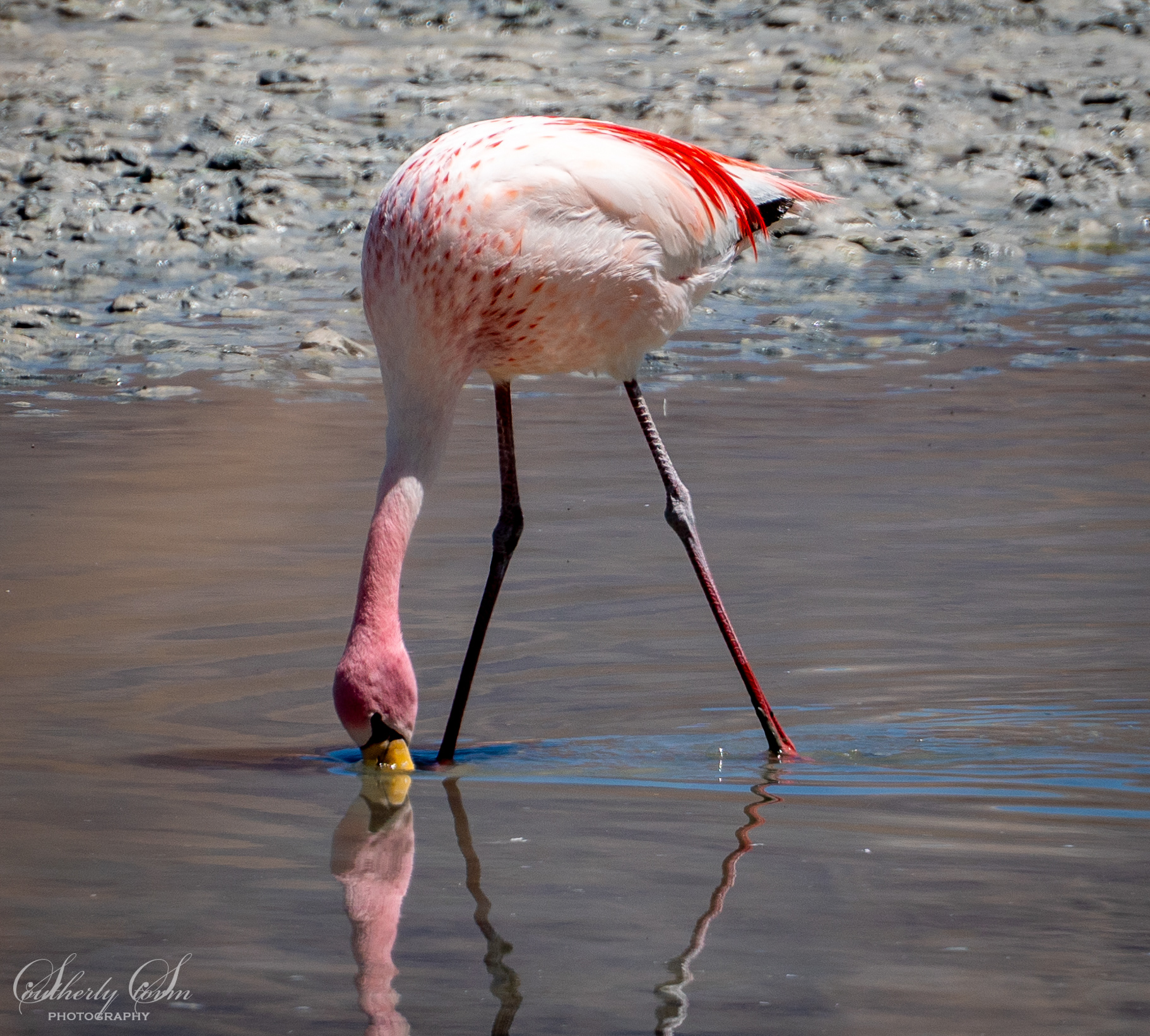Flamingo