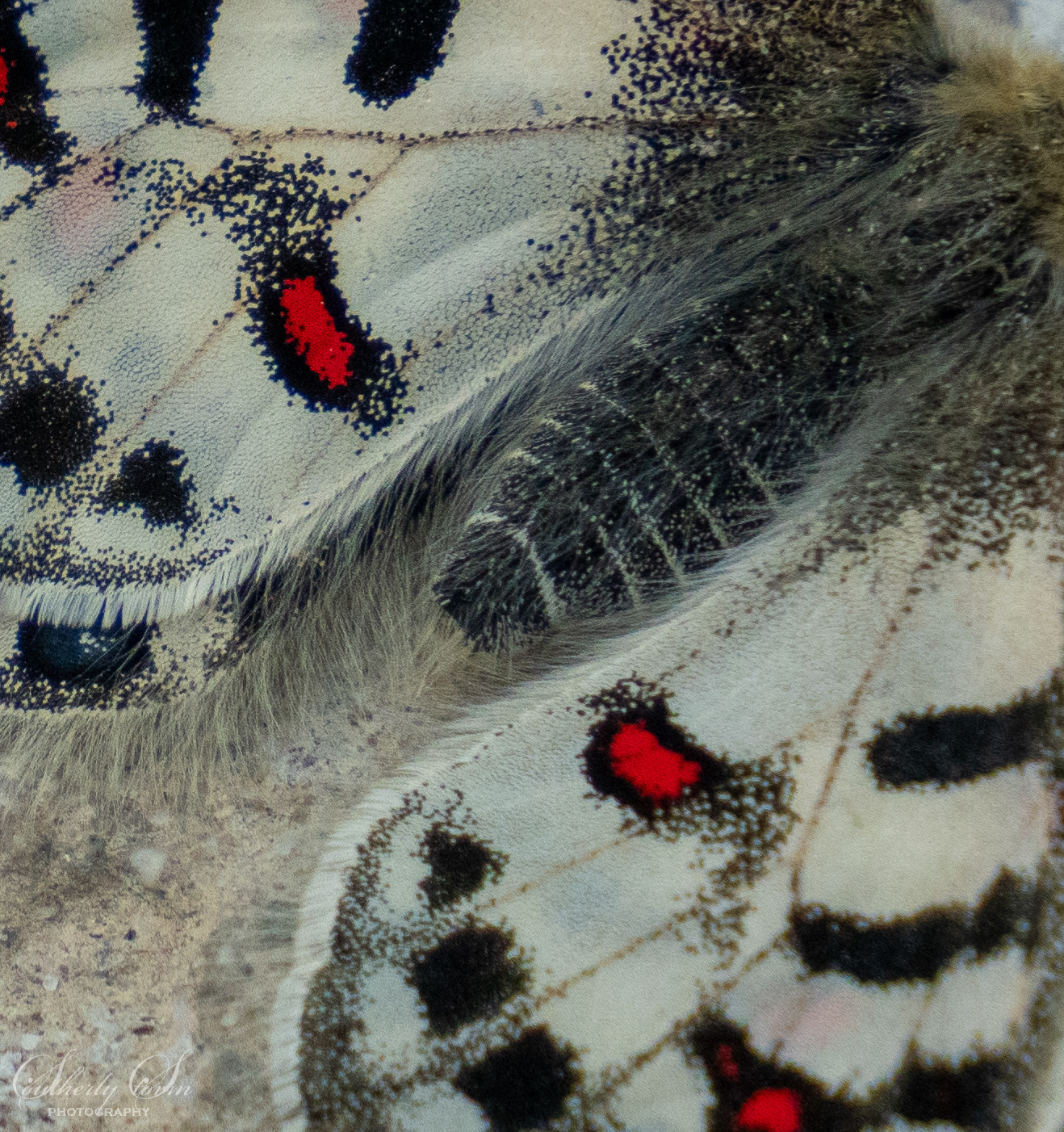 Close up of a butterflies wings