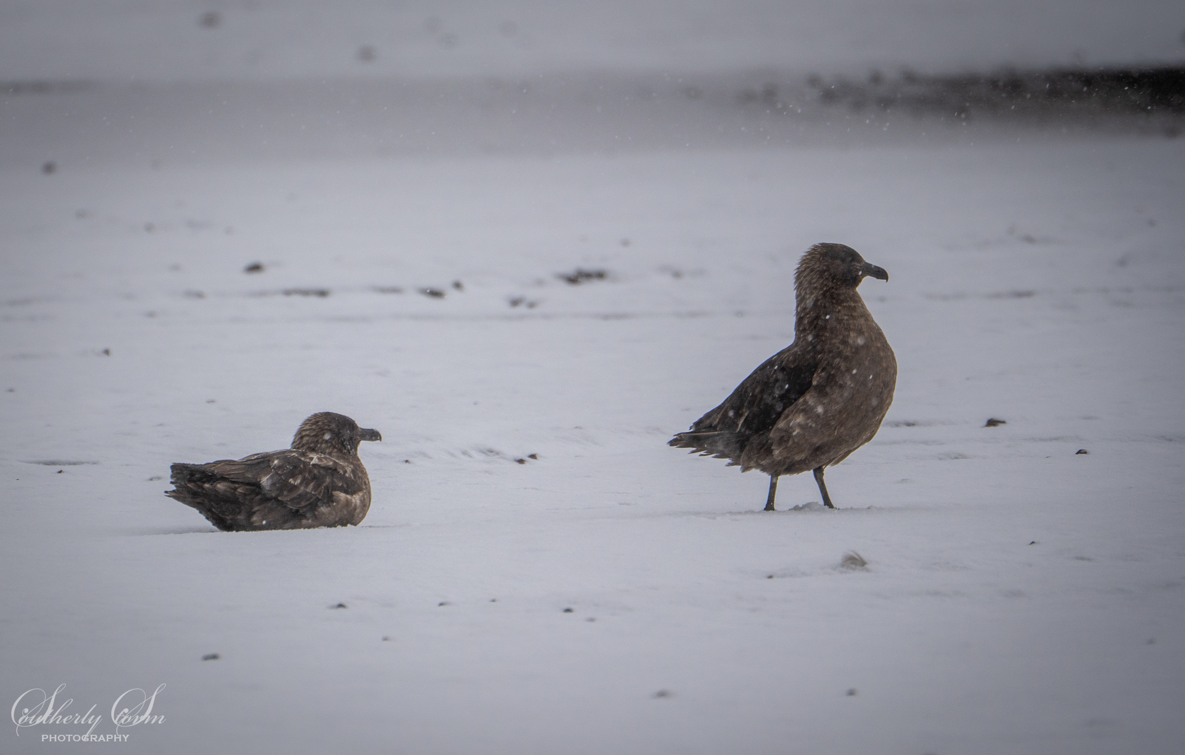 Two Brown Skua on snow